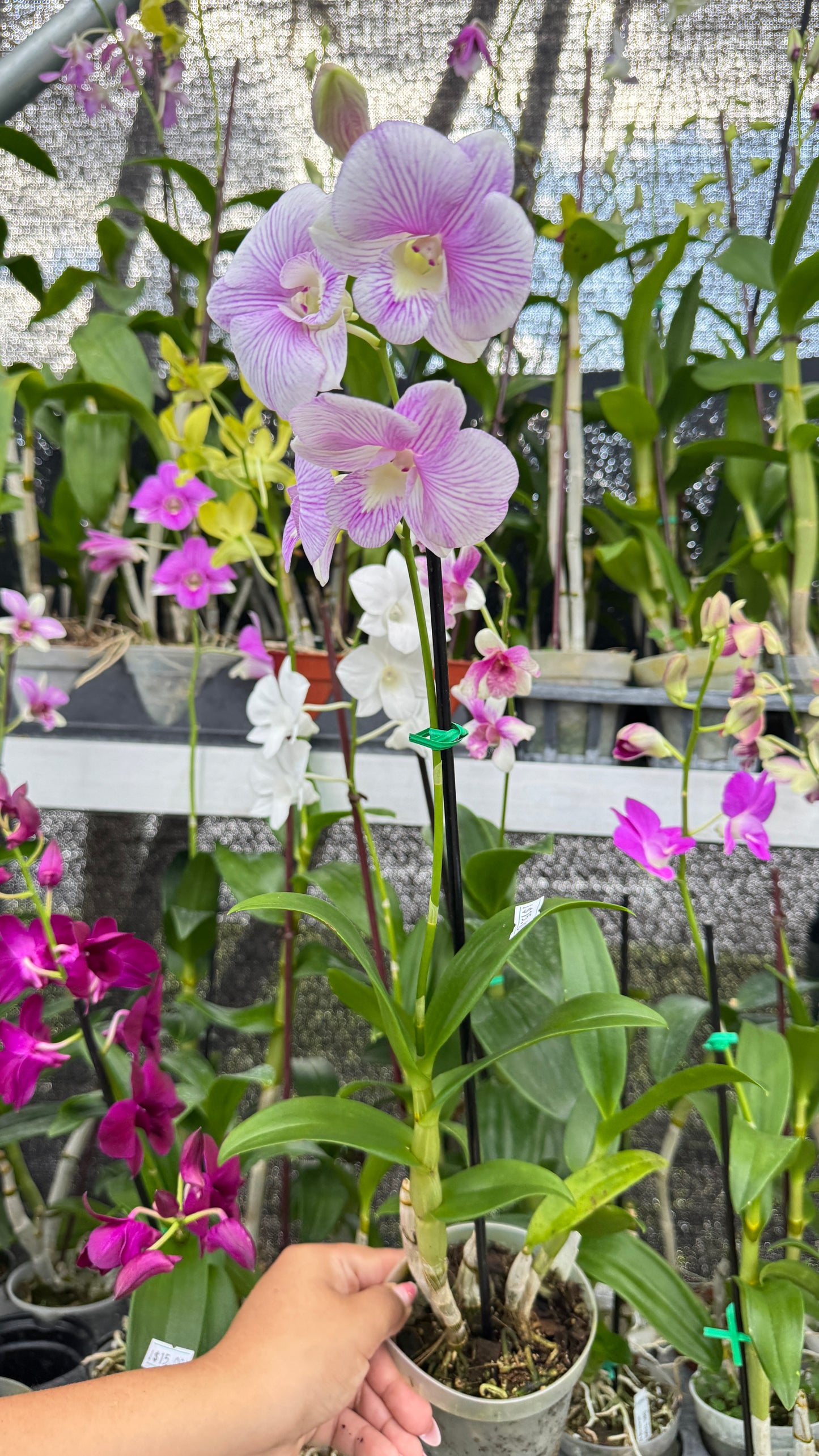 DENDROBIUM PINK AND WHITE LINE 4"