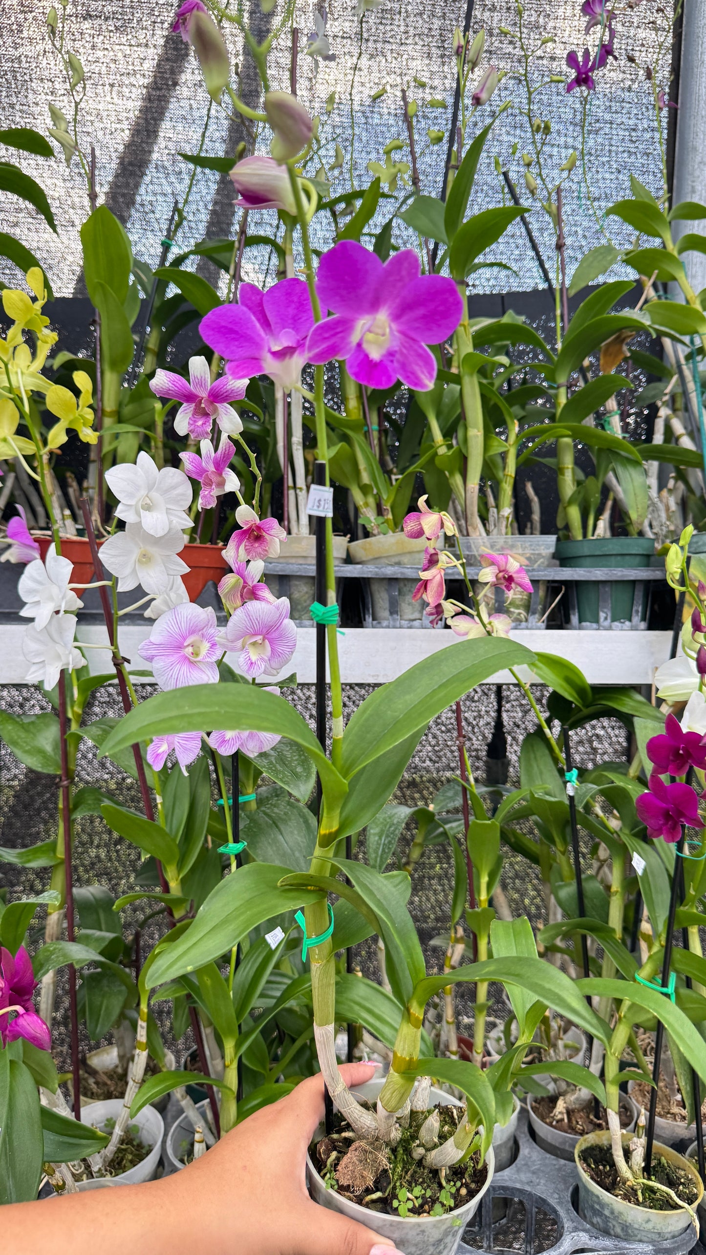 DENDROBIUM HOT PINK 4"