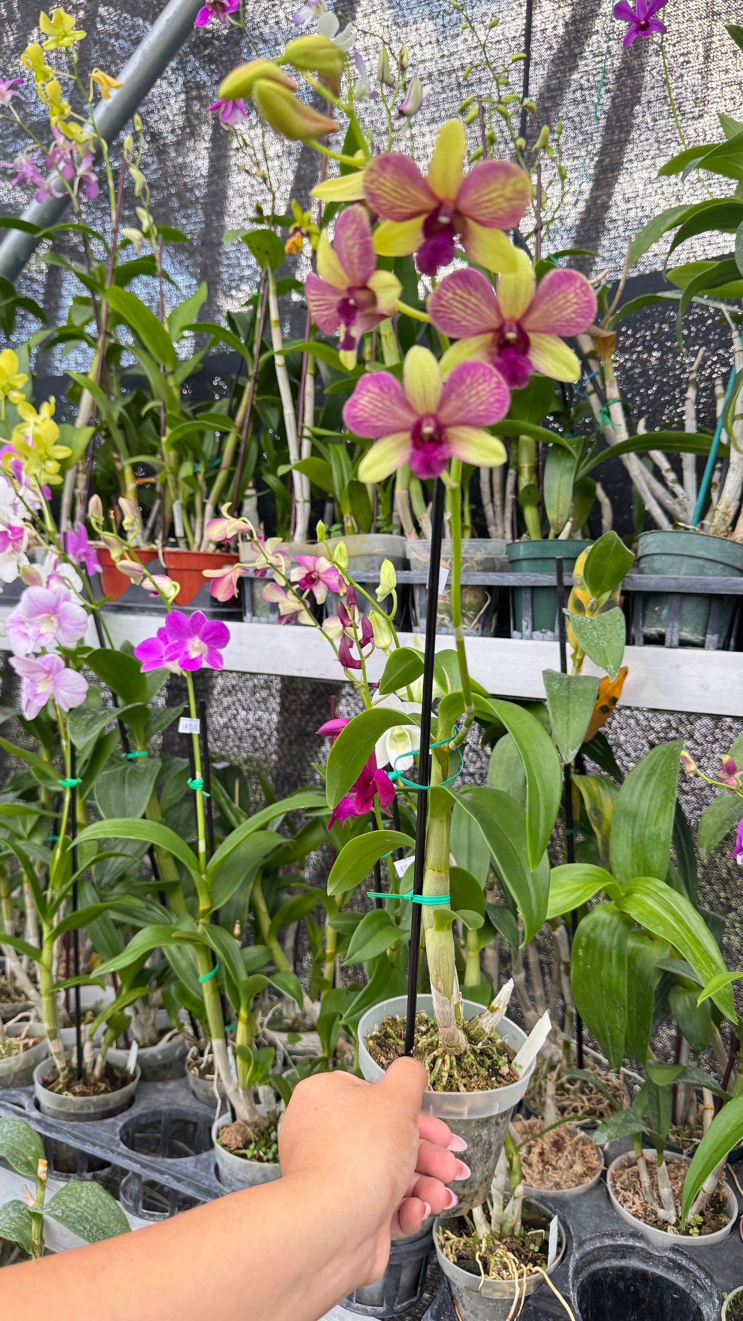 DENDROBIUM MONKEY 4"