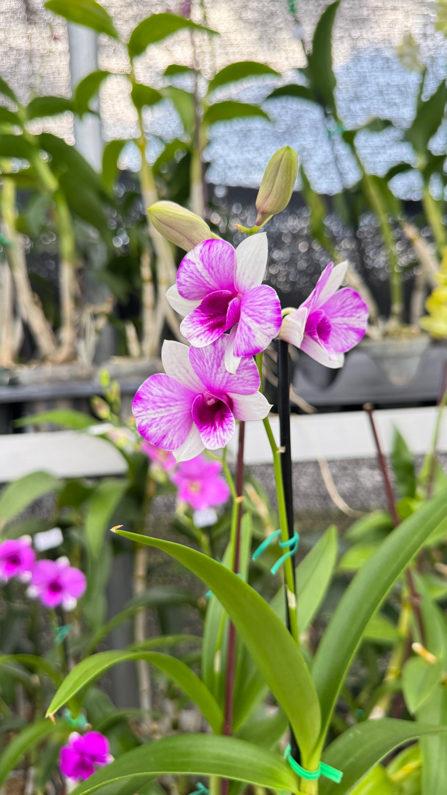 DENDROBIUM PINK AND WHITE 4"