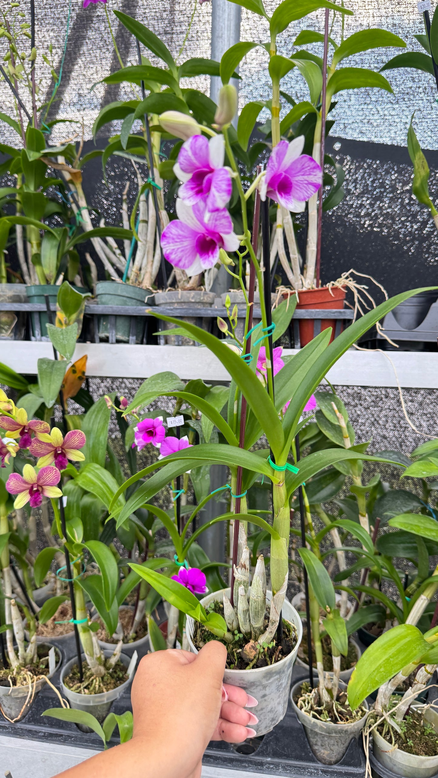 DENDROBIUM PINK AND WHITE 4"