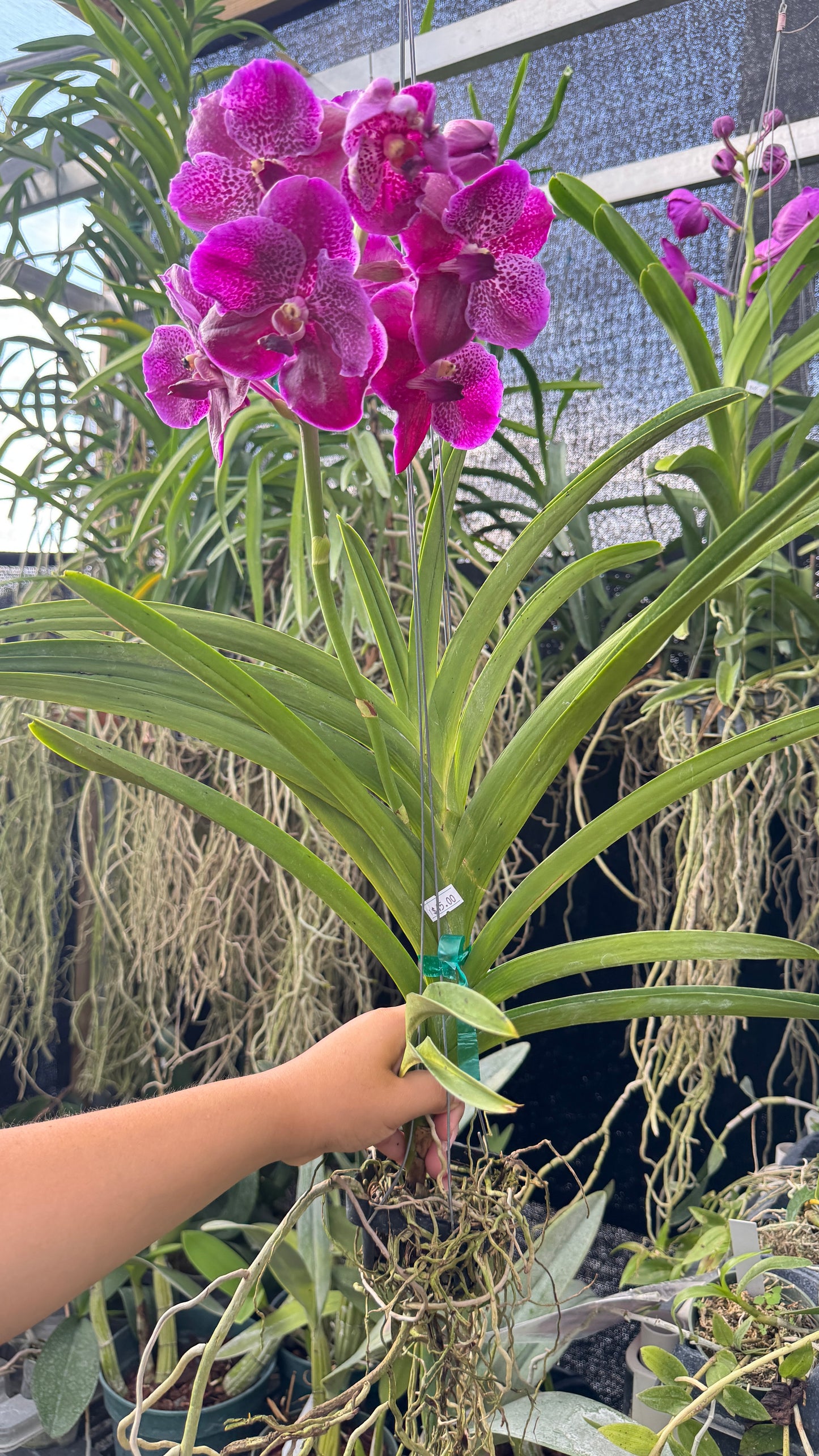 VANDA DARK PINK