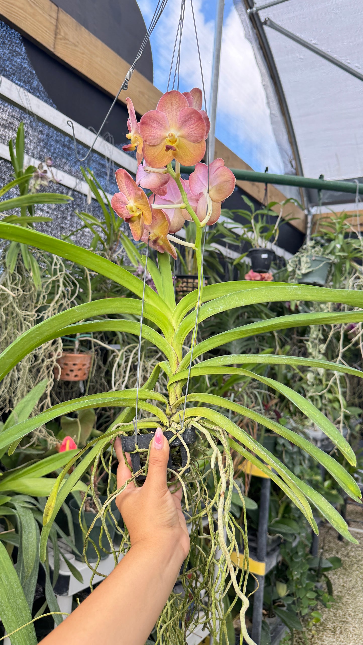 VANDA PINK AND YELLOW