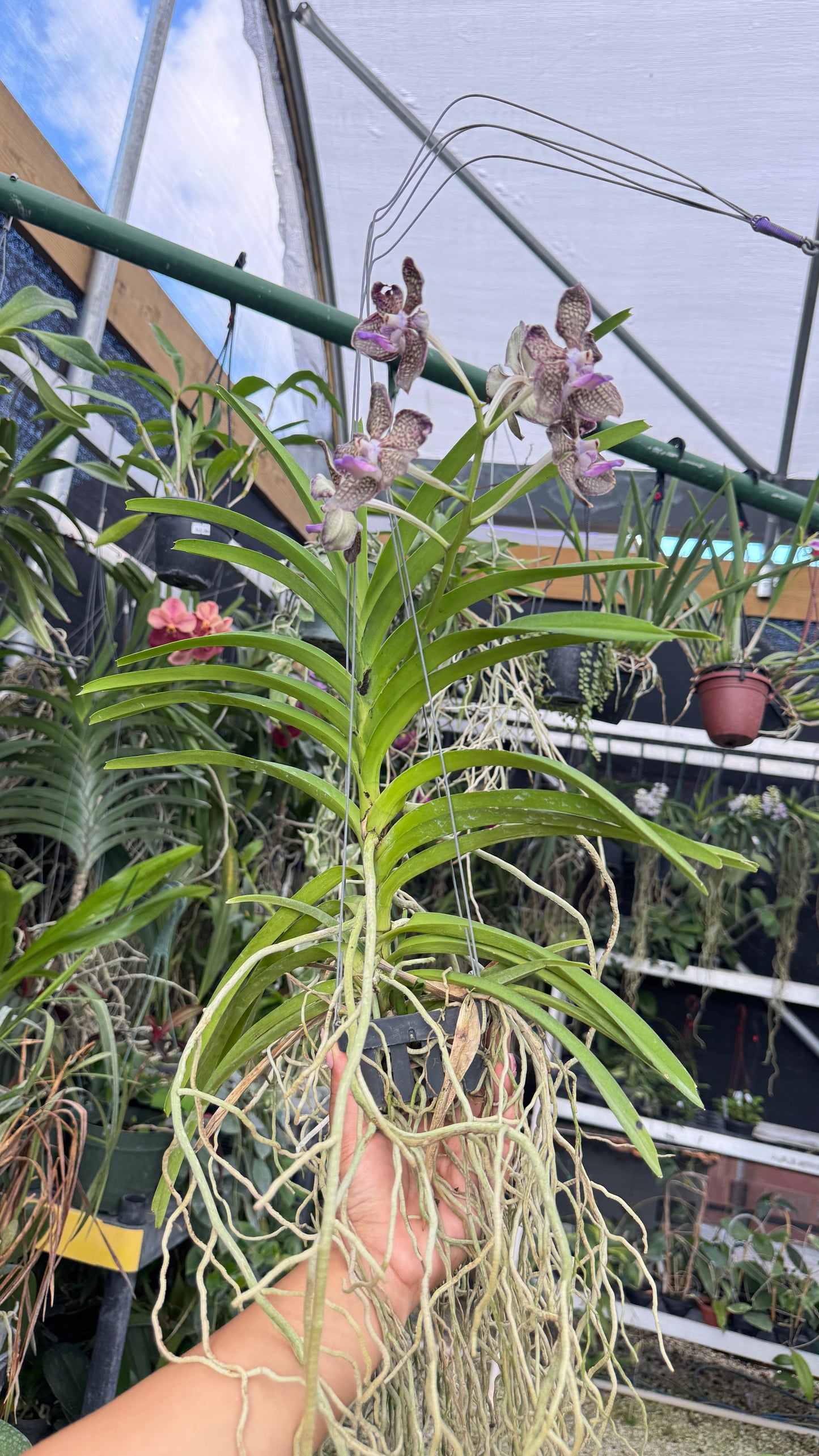 VANDA MIMI PALMER