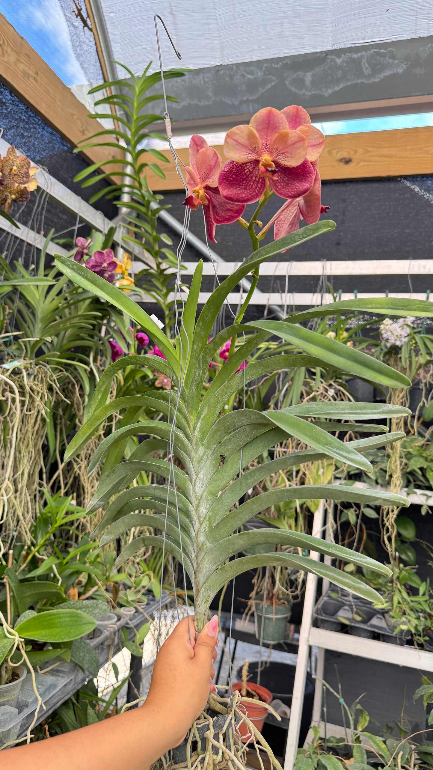 VANDA ORNAGE AND BROWN