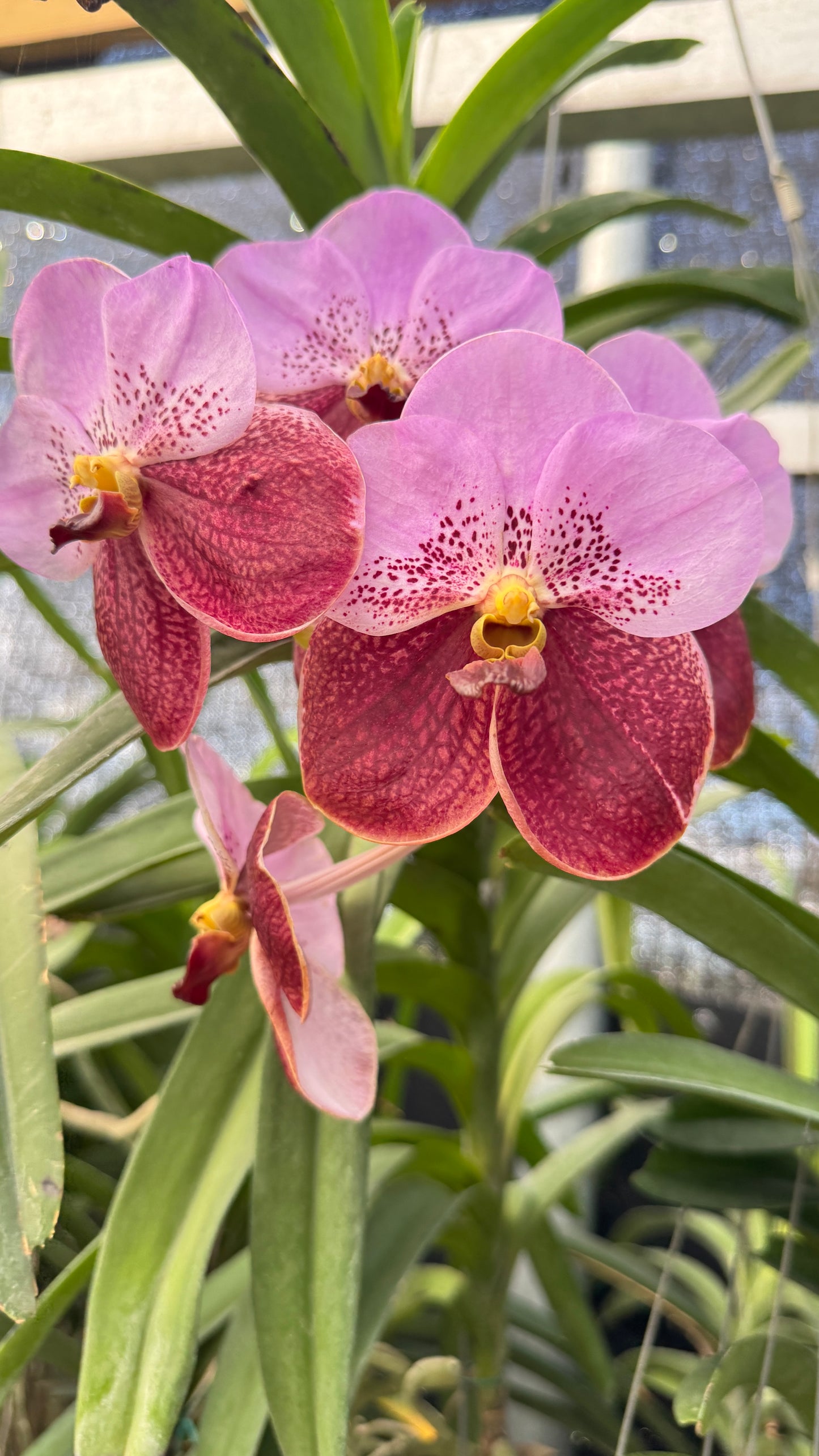 VANDA TAVEESUKSA