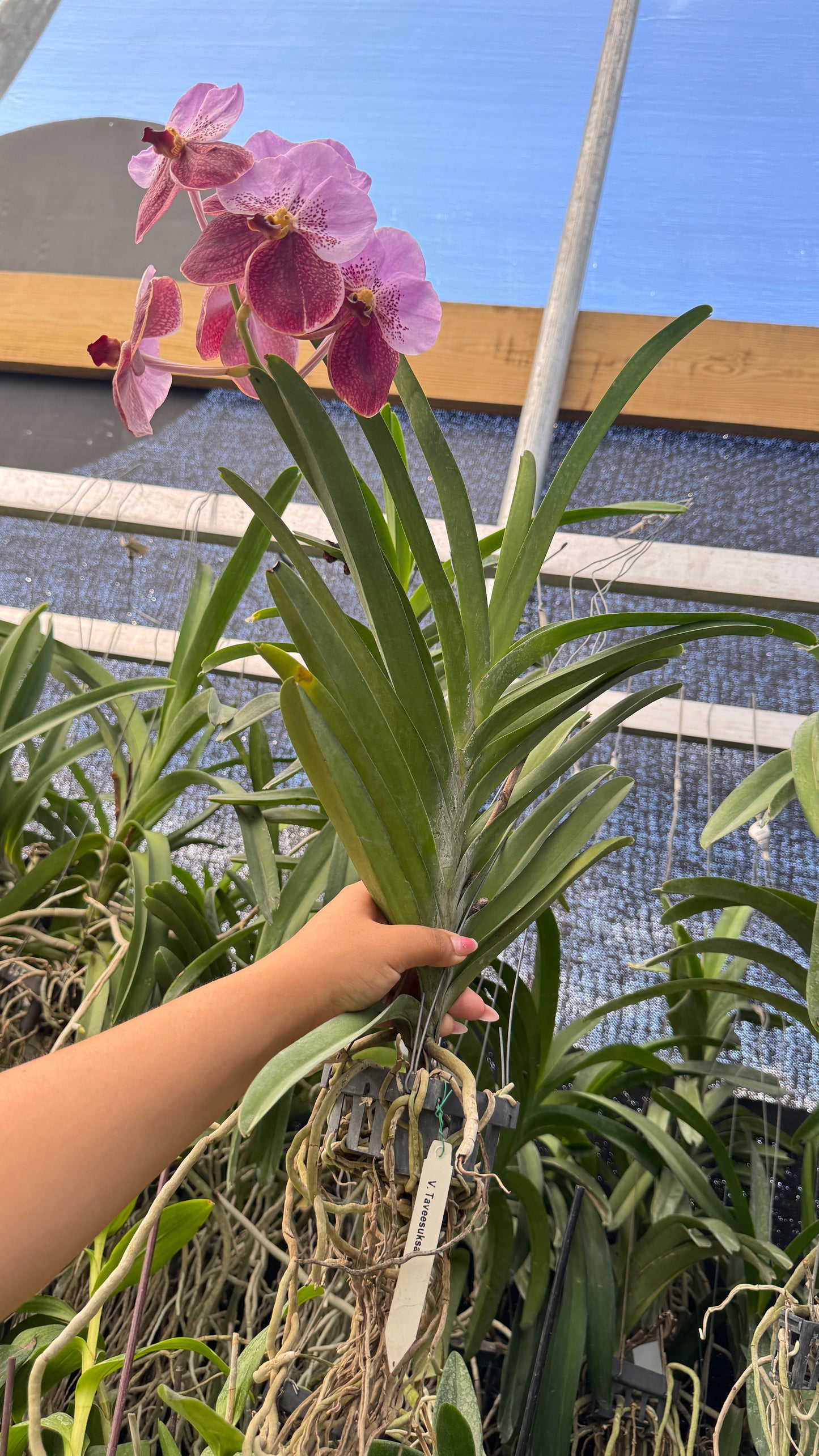 VANDA TAVEESUKSA
