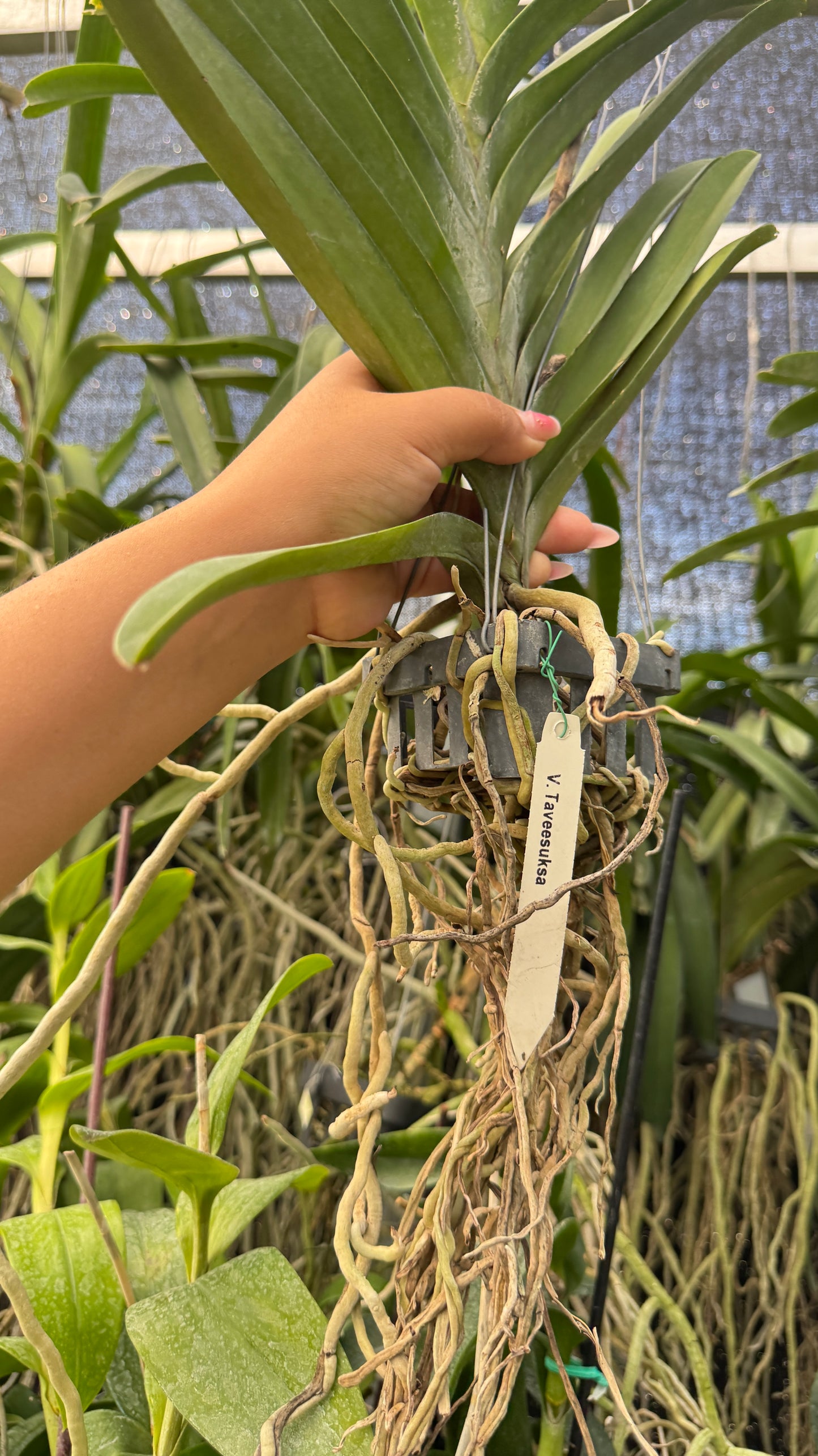 VANDA TAVEESUKSA