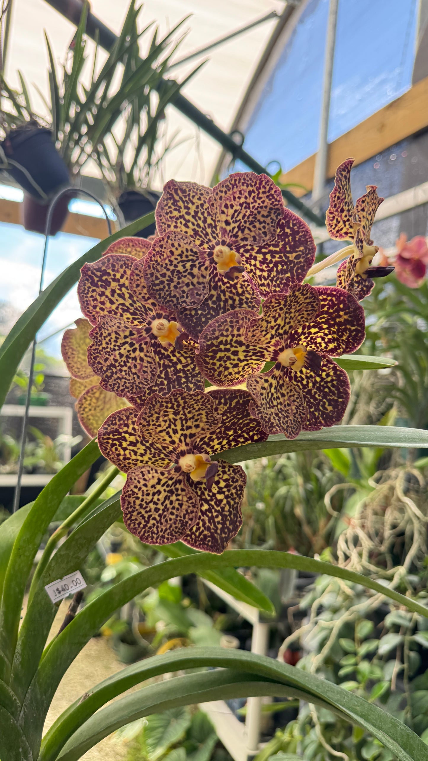 VANDA SPOTS