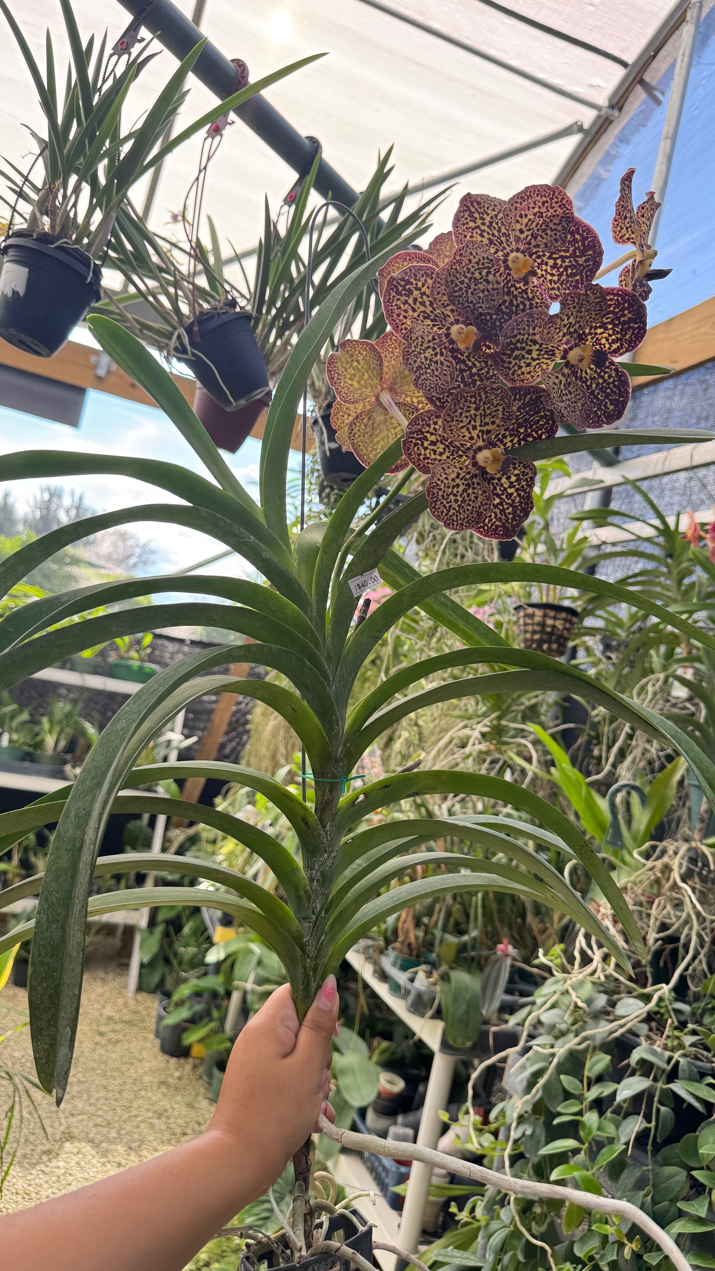 VANDA SPOTS