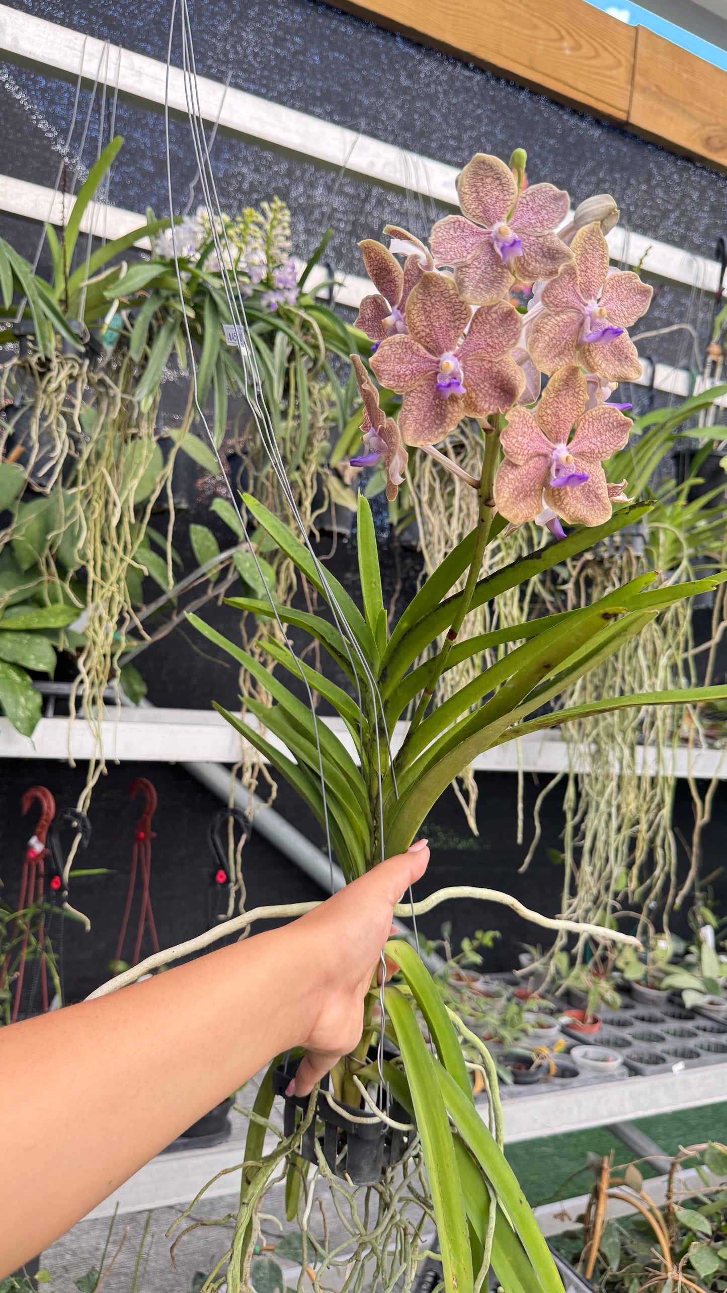 VANDA MIMI PALMER