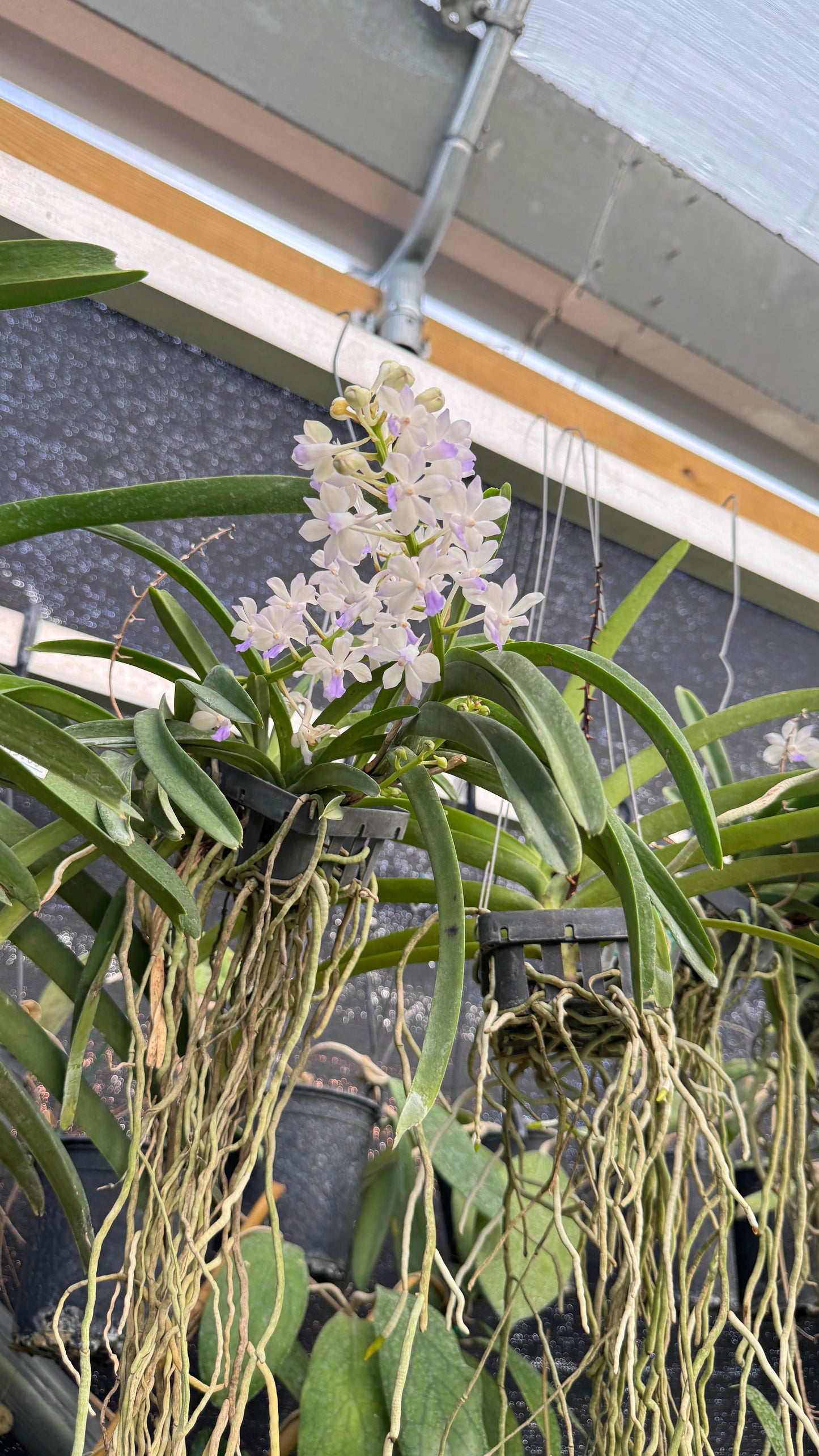 RHY COELESTIS BLUE