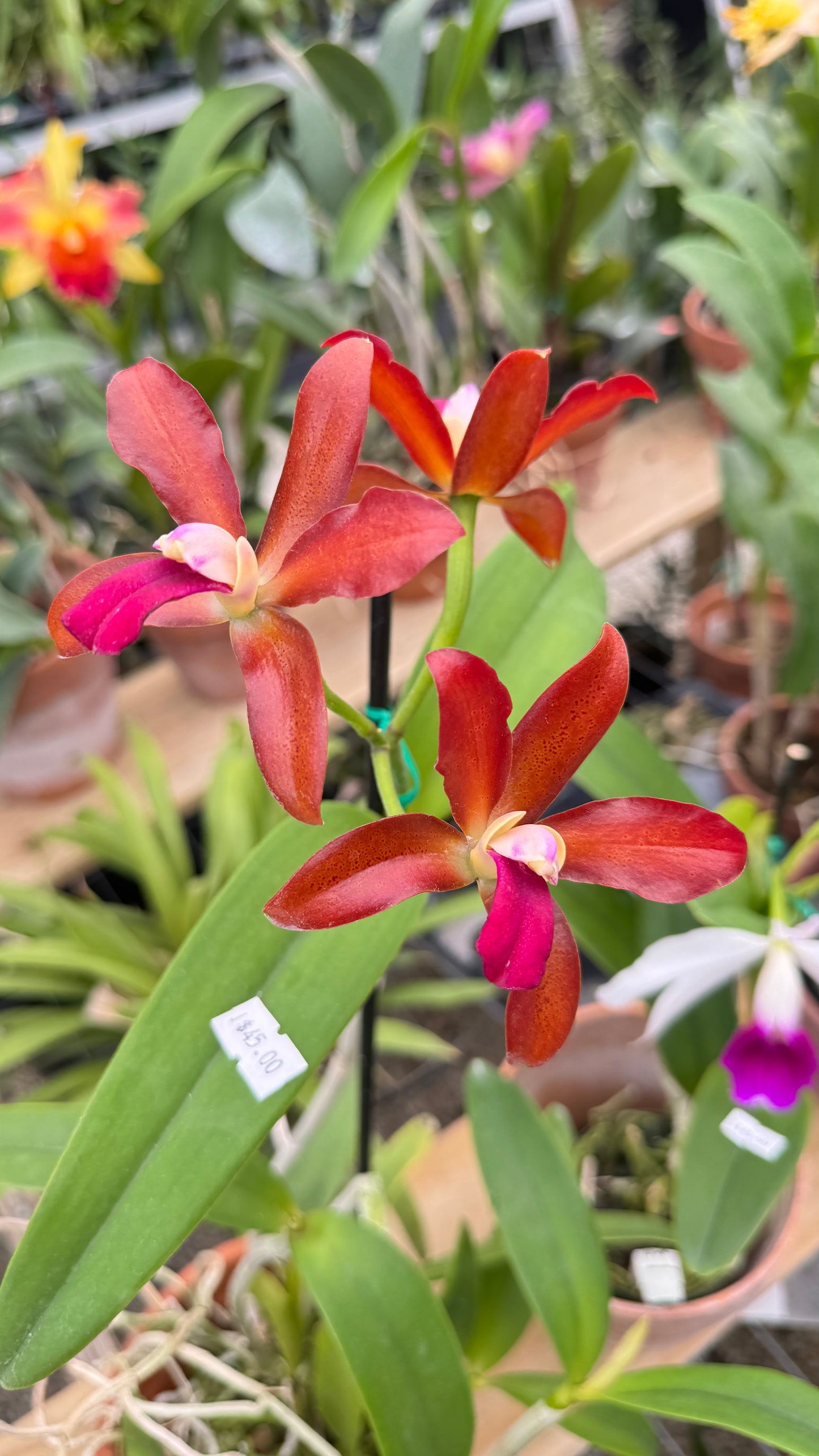 C. BICOLOR X C. CHOCOLATE DROP 4"