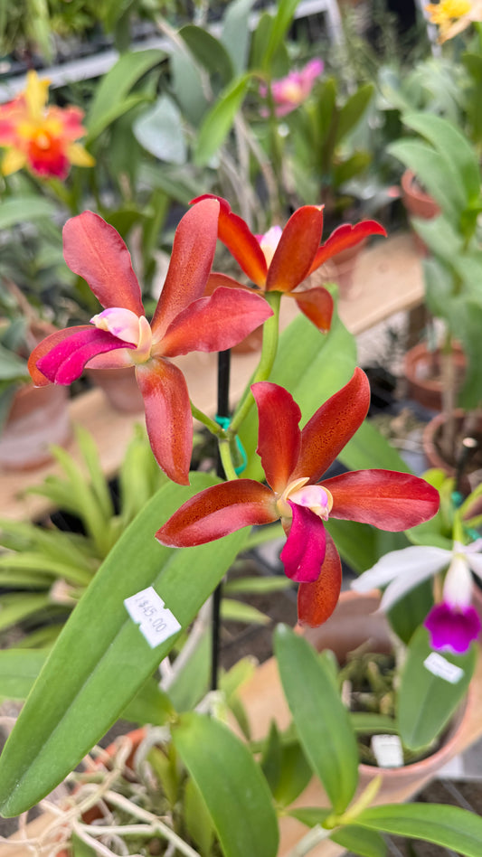 C. BICOLOR X C. CHOCOLATE DROP 4" NO FLOWER