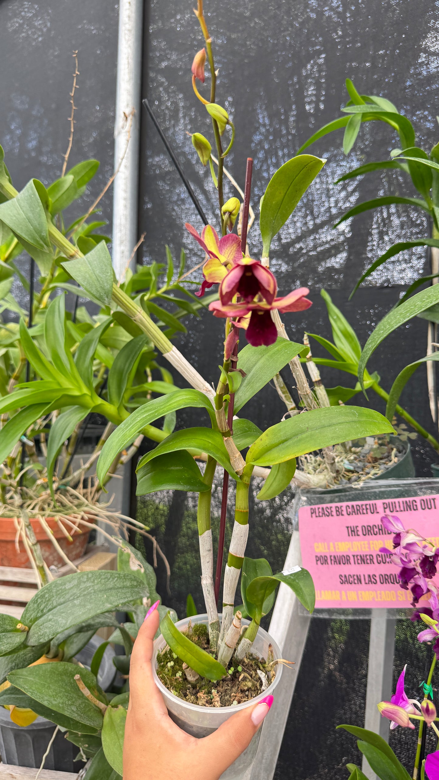DENDROBIUM BROWN 4"