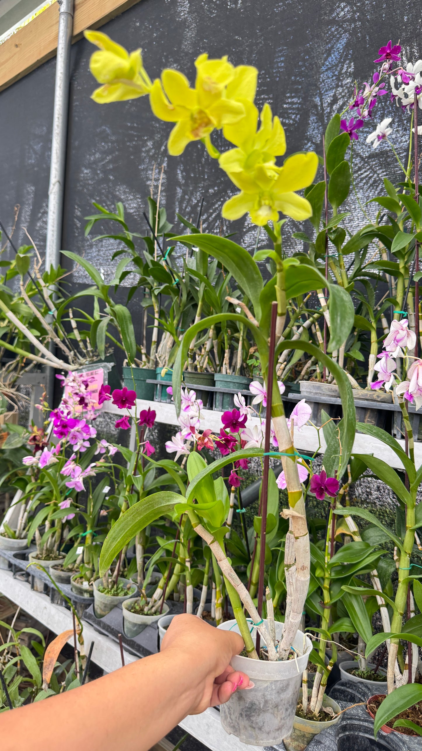 DENDROBIUM YELLOW 4"