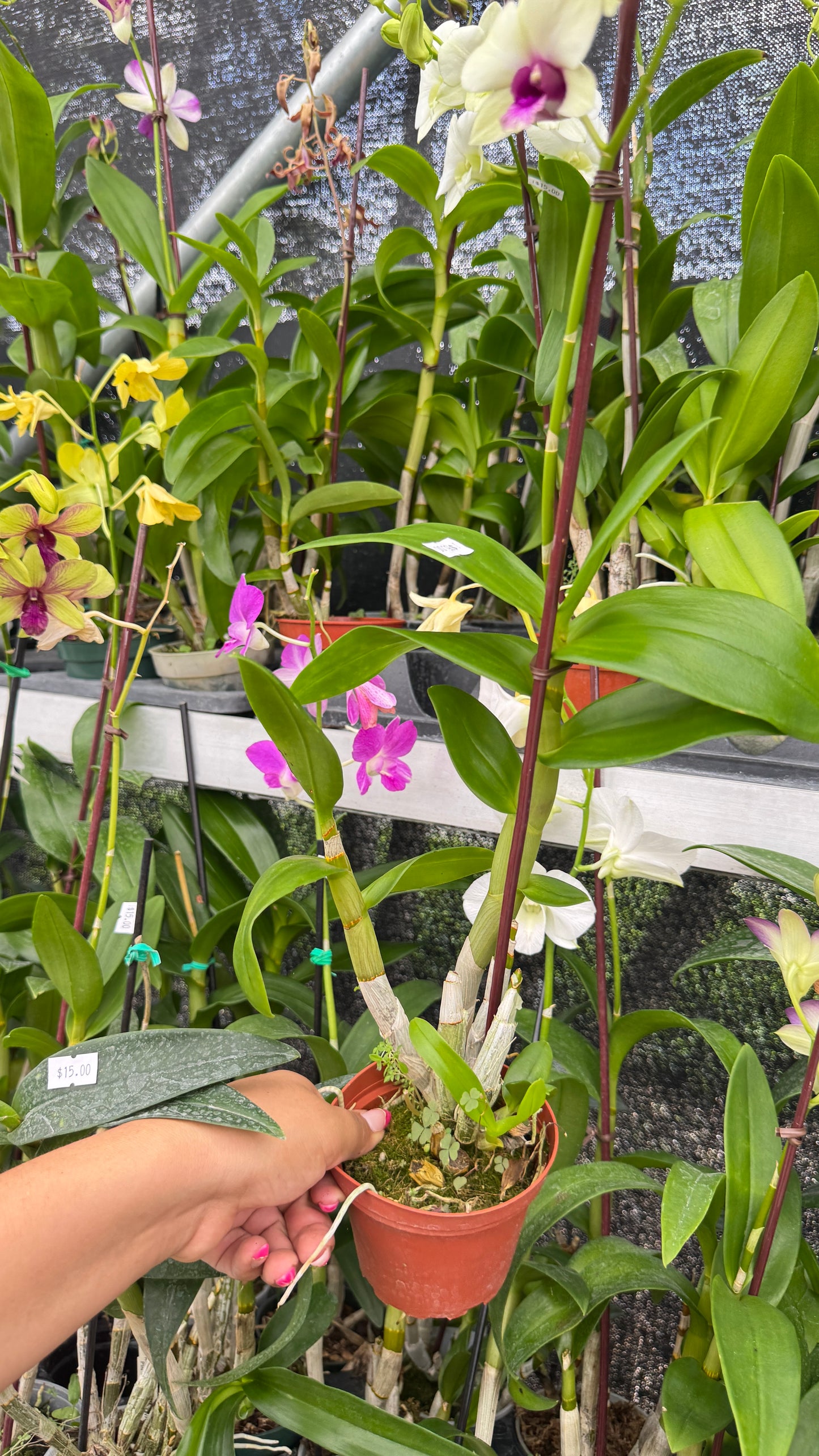 DENDROBIUM WHITE AND PURPLE LIP 4"