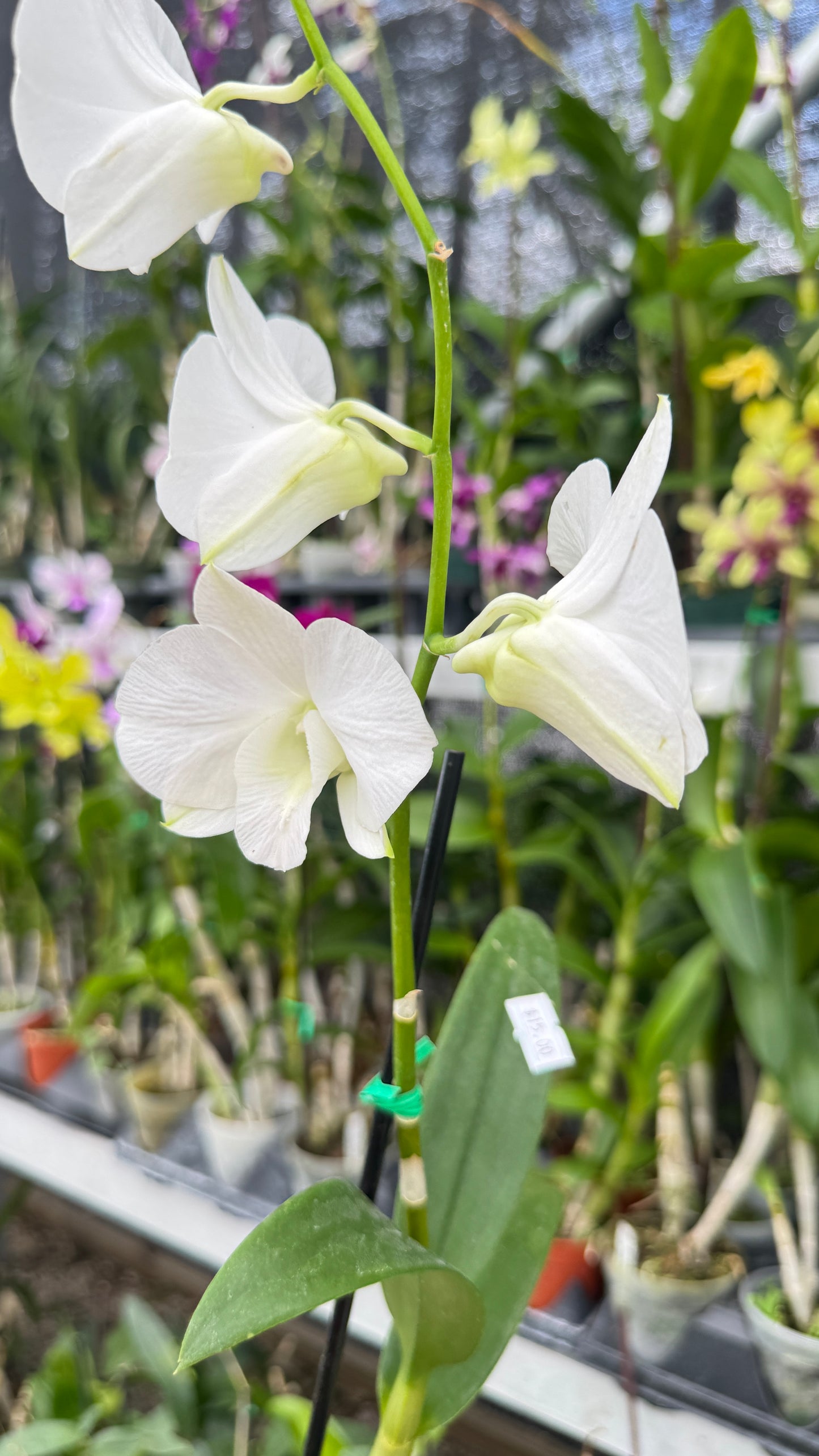 DENDROBIUM WHITE 4"