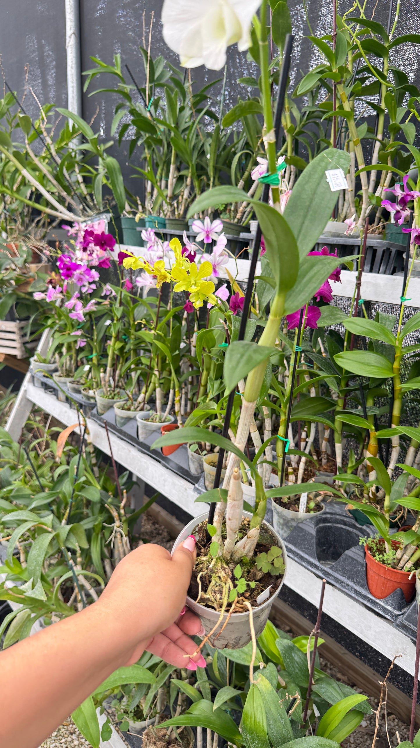 DENDROBIUM WHITE 4"