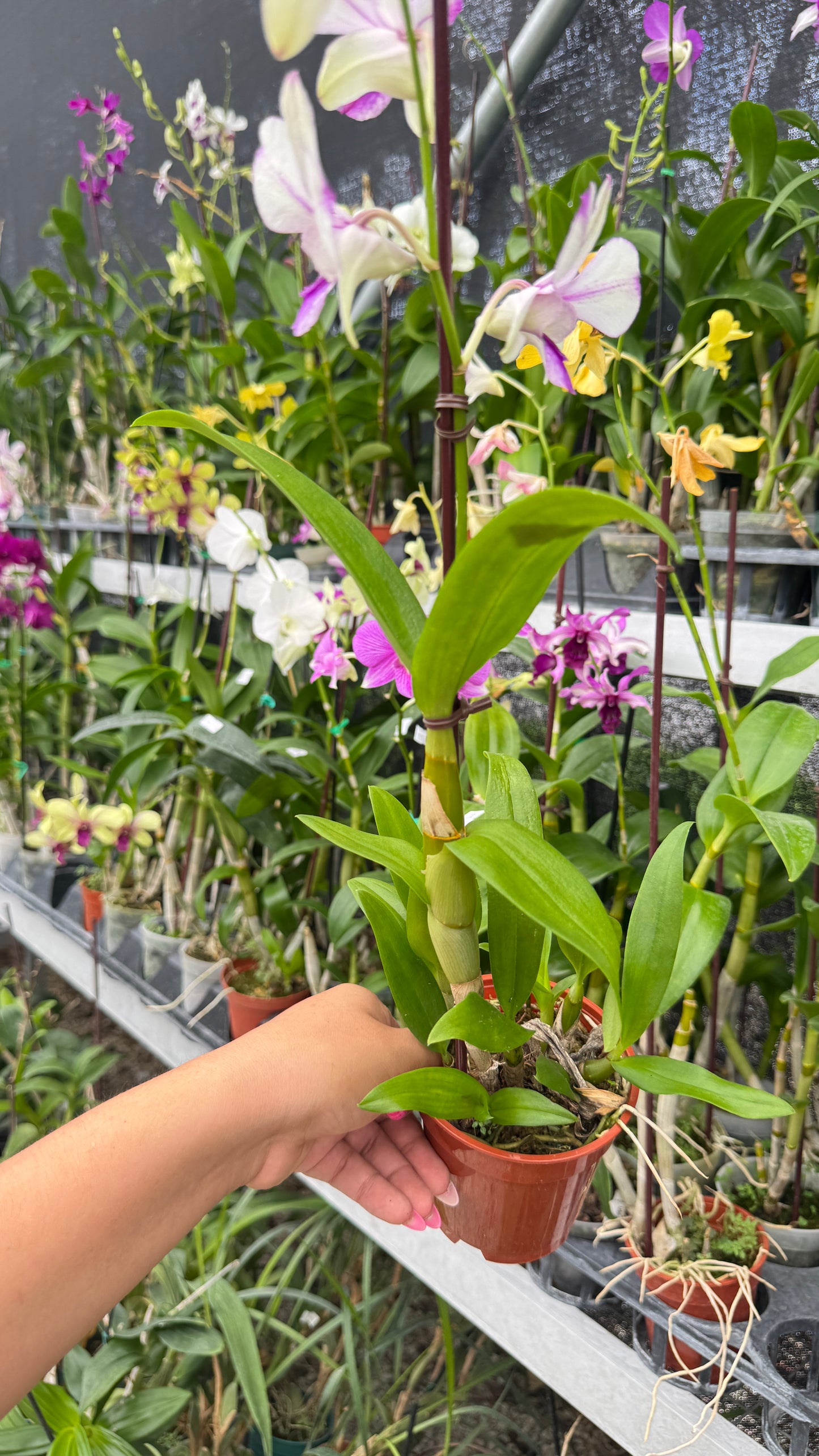 DENDROBIUM POPEYE 4"