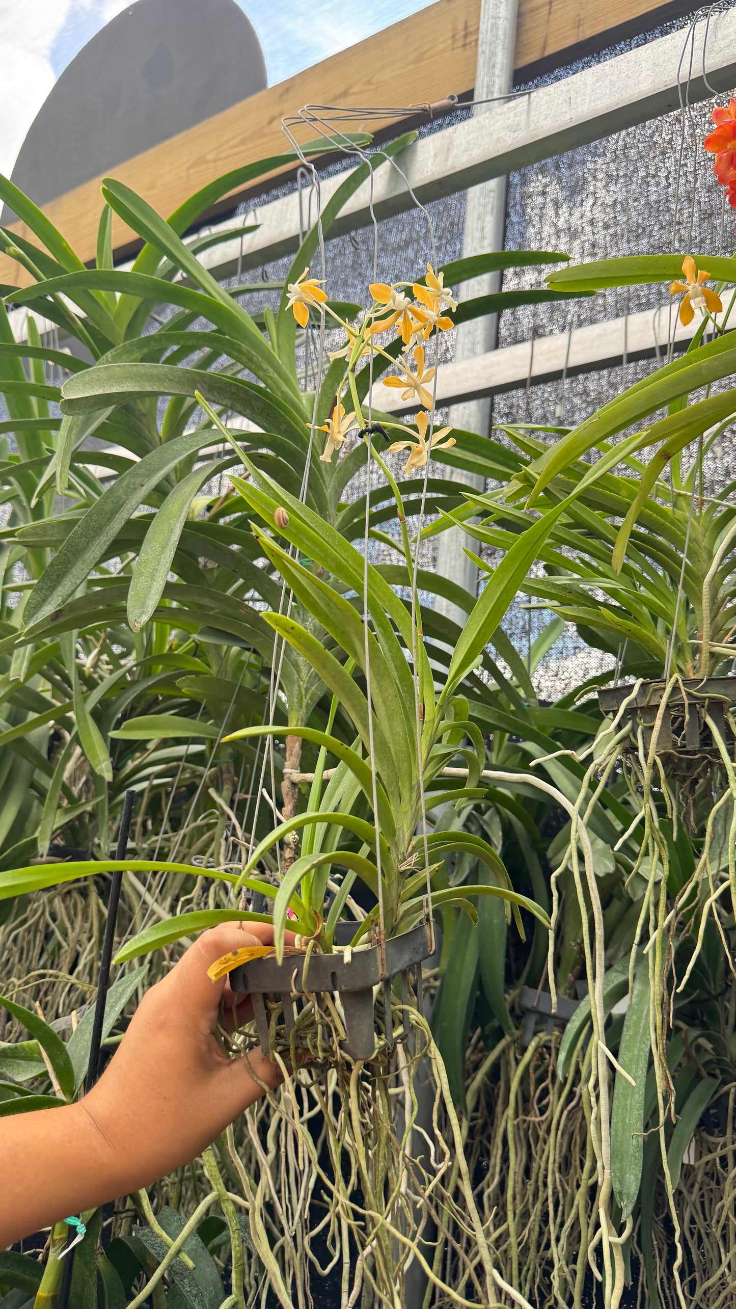VANDA FALCATA