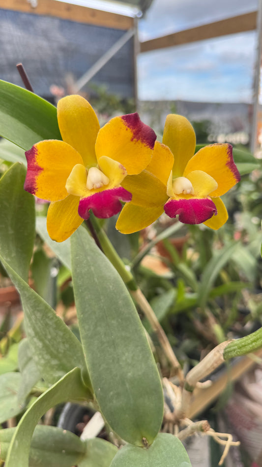 CTT. PLOENPLT CROWN JOY 6"