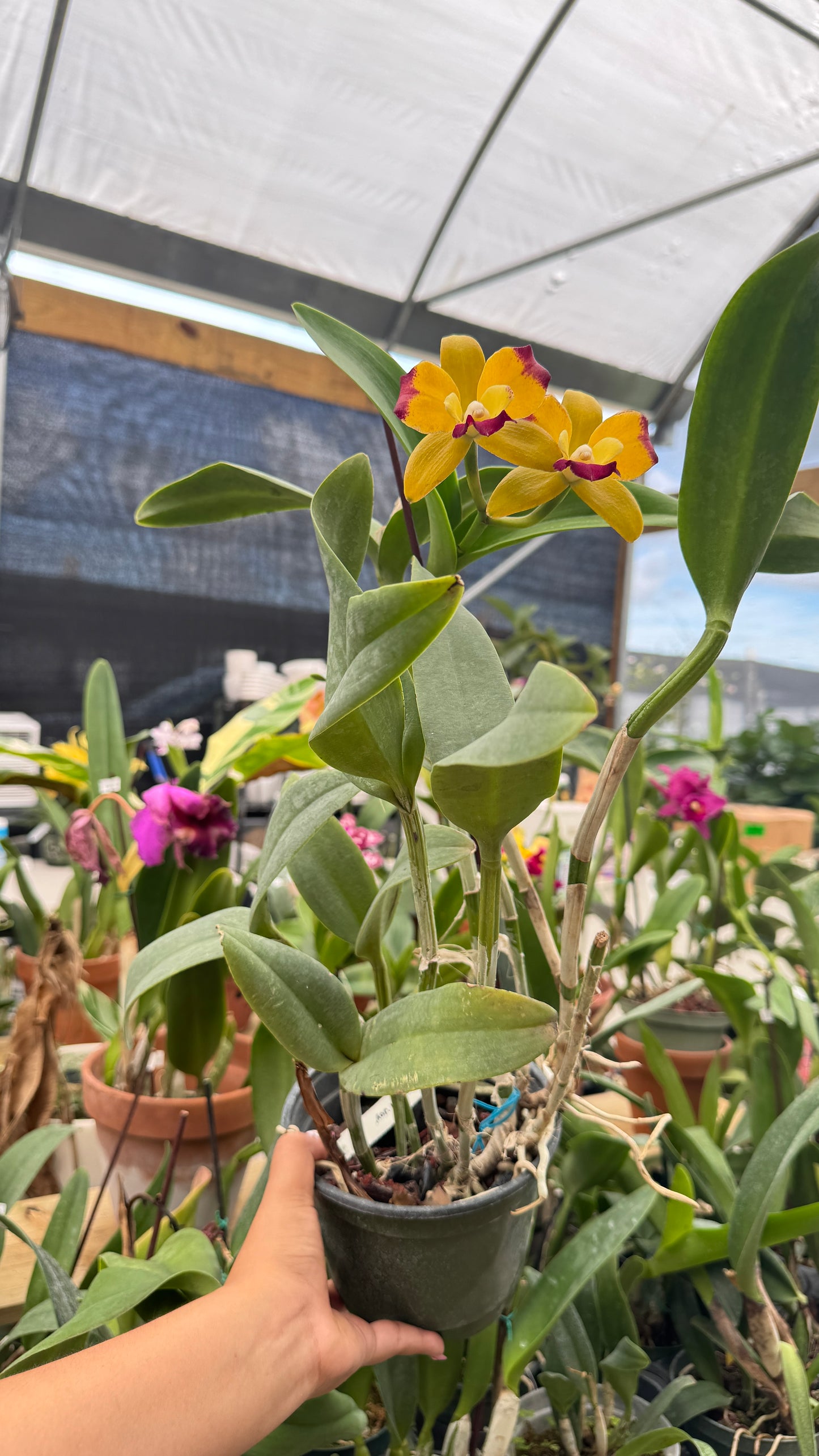 CTT. PLOENPLT CROWN JOY 6"