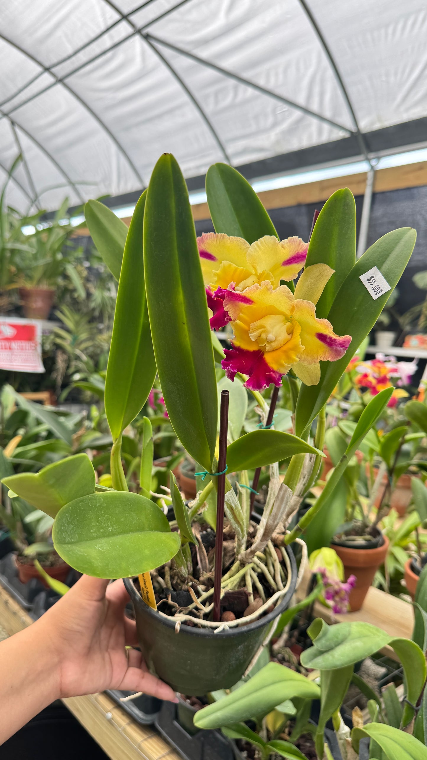 POT. SICK SMITH X CHELSEA ALWARD 6" no flower