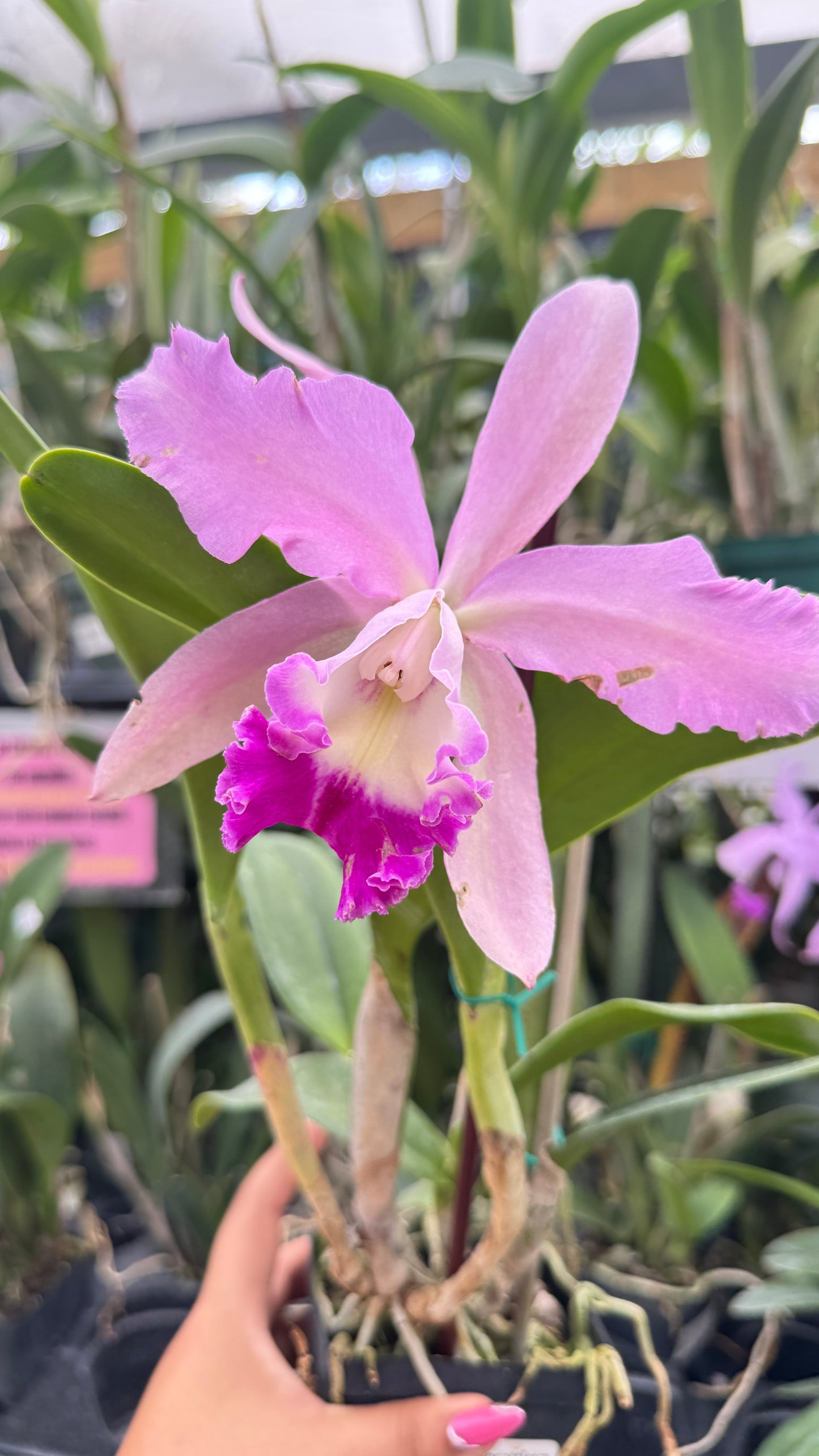 RHY. MARIA BROWN 4" no flower