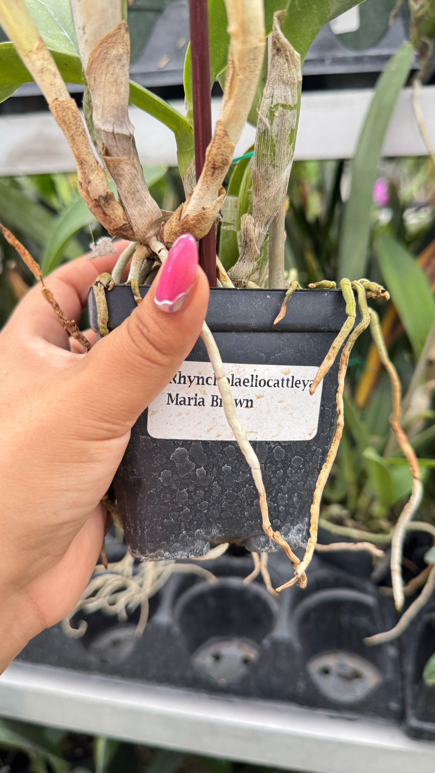 RHY. MARIA BROWN 4" no flower