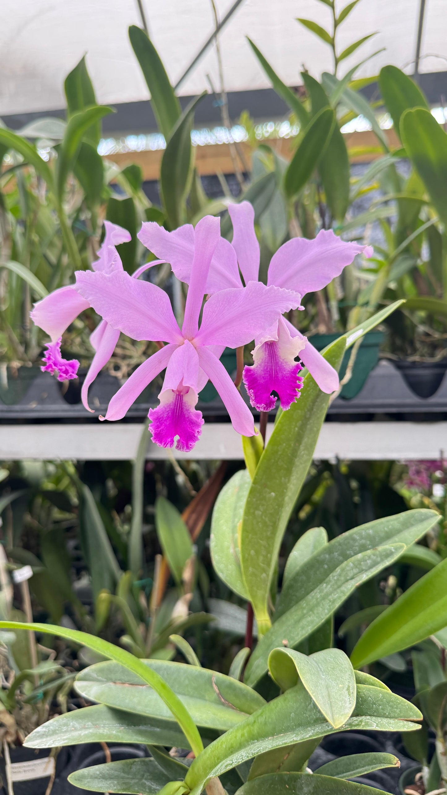 CATTLEYA THAYERIANA 4" no flower