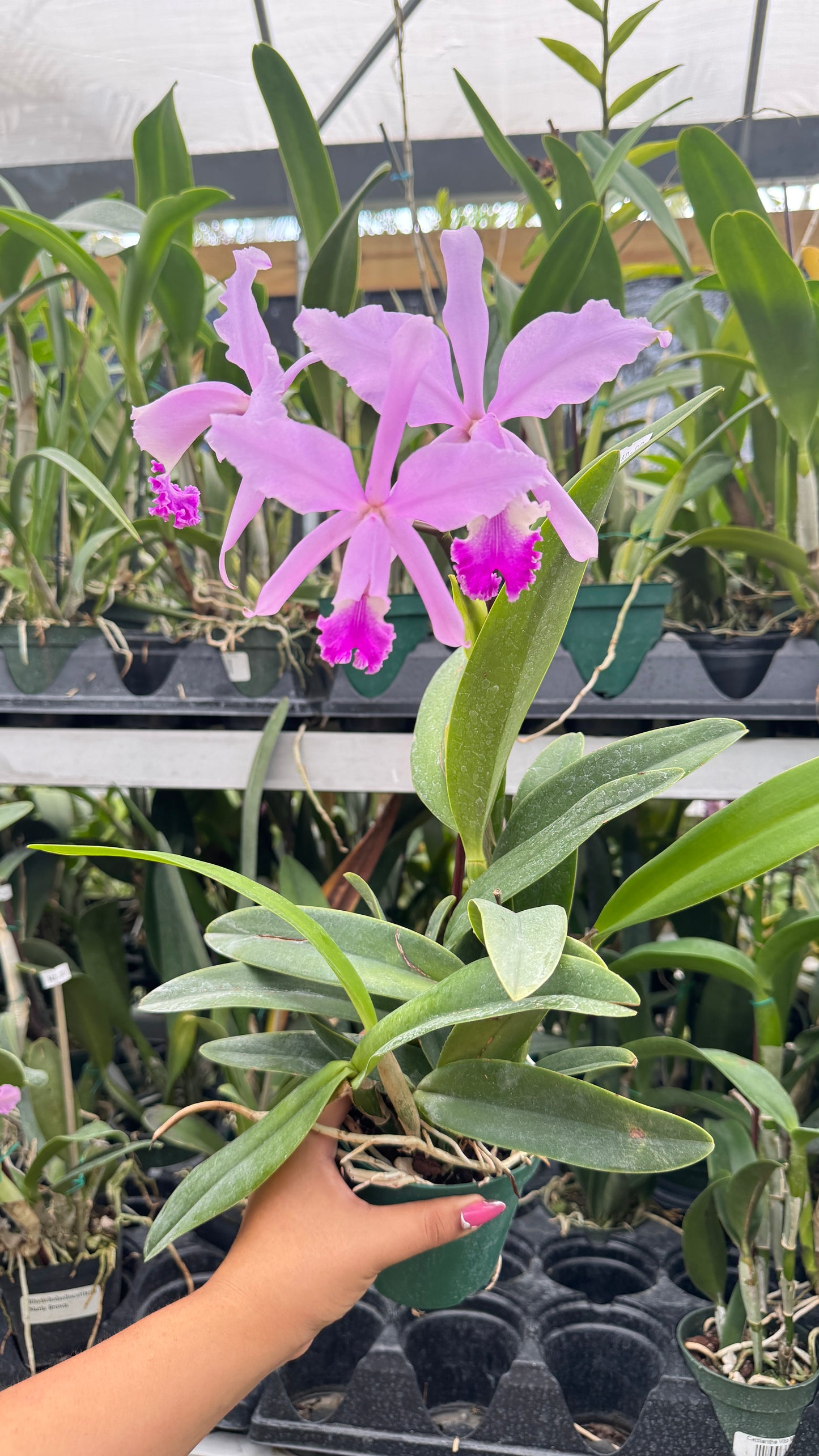 CATTLEYA THAYERIANA 4" no flower