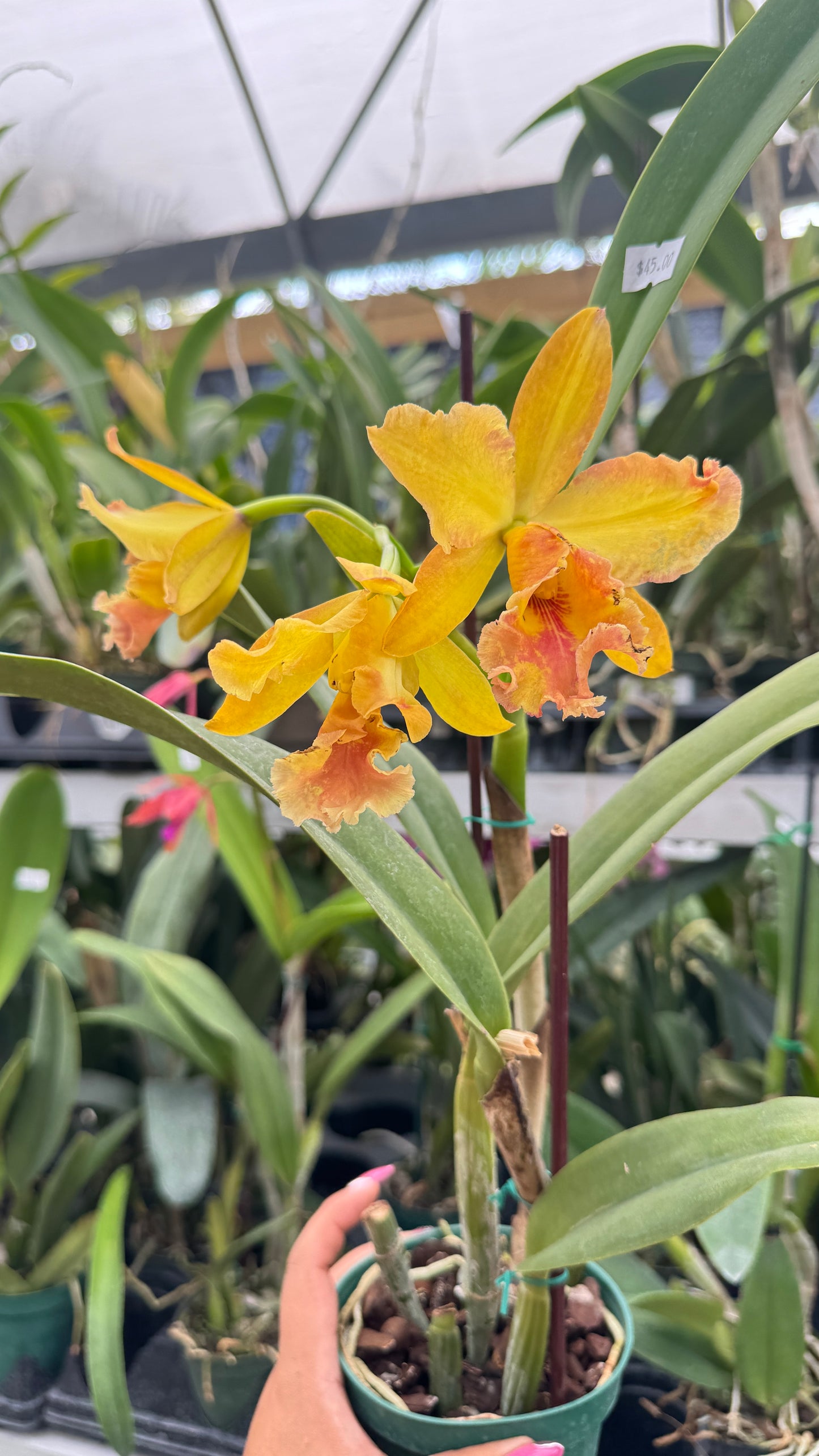 CATTLEYA ZAMORA 4" no flower