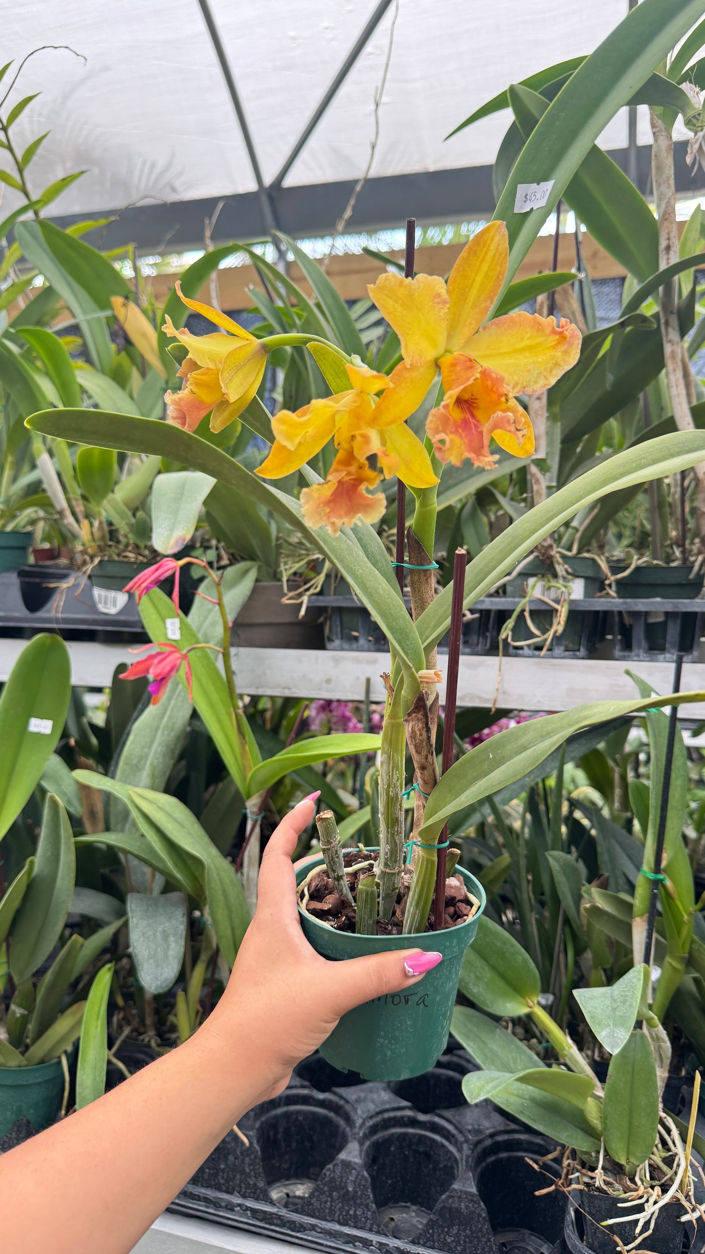 CATTLEYA ZAMORA 4" no flower