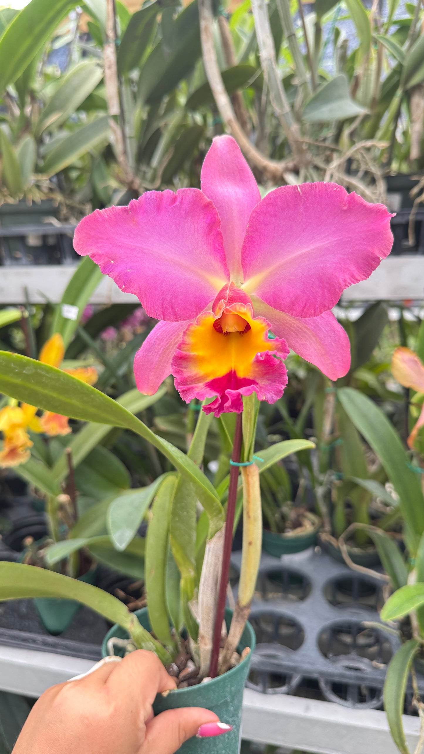 RHY. BOMBEROS CUENCA 4" no flower