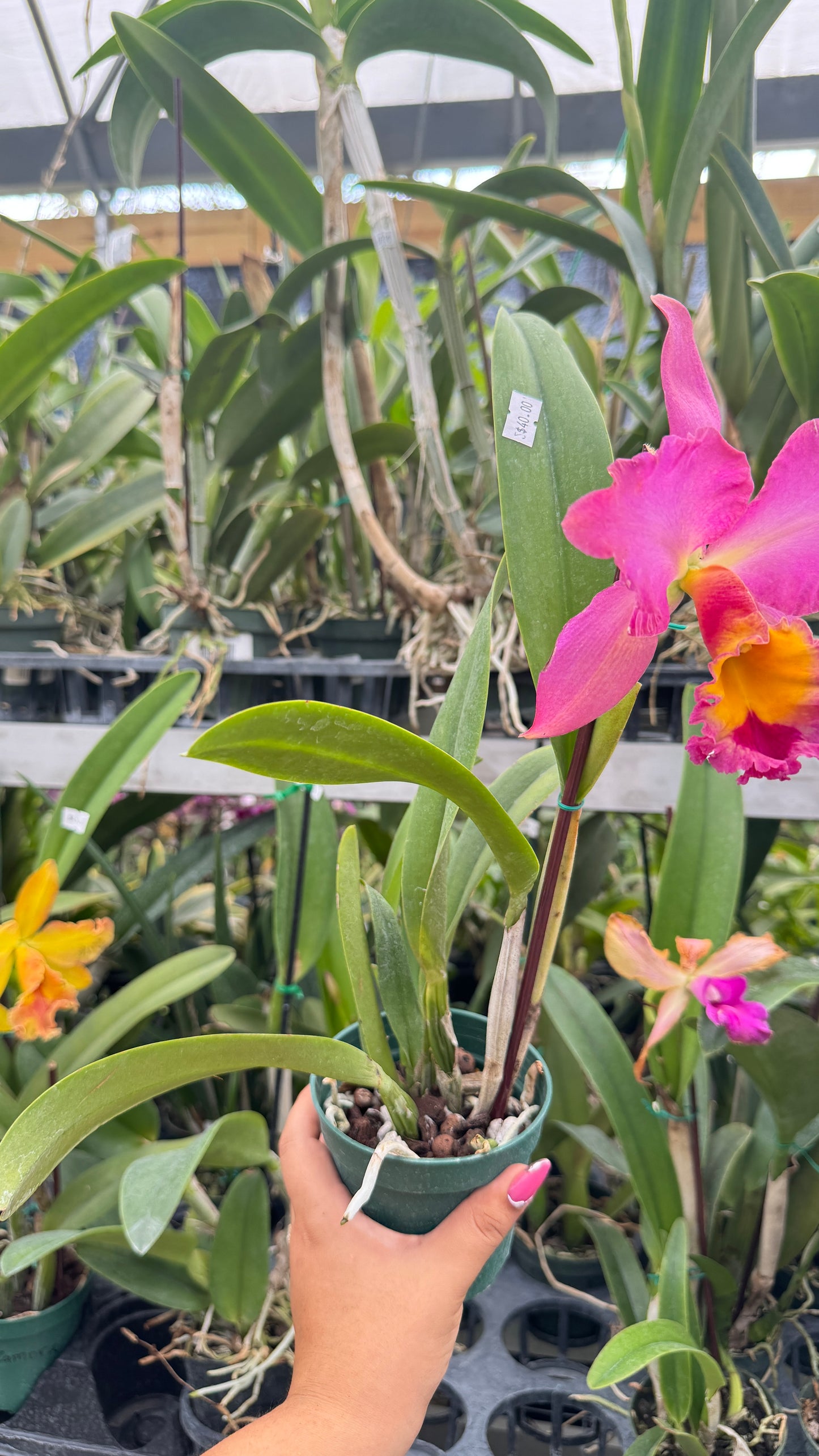 RHY. BOMBEROS CUENCA 4" no flower