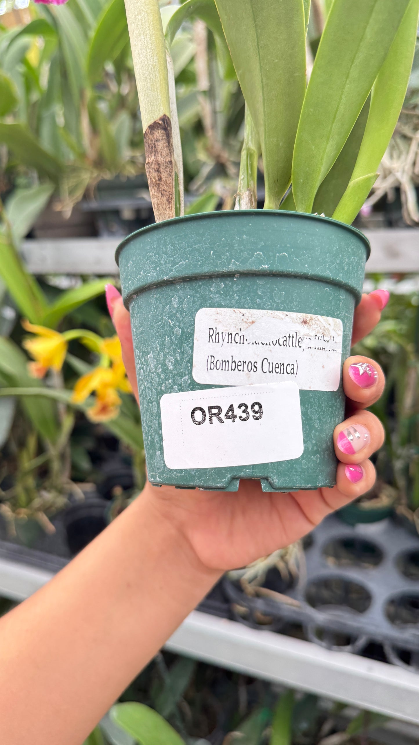 RHY. BOMBEROS CUENCA 4" no flower