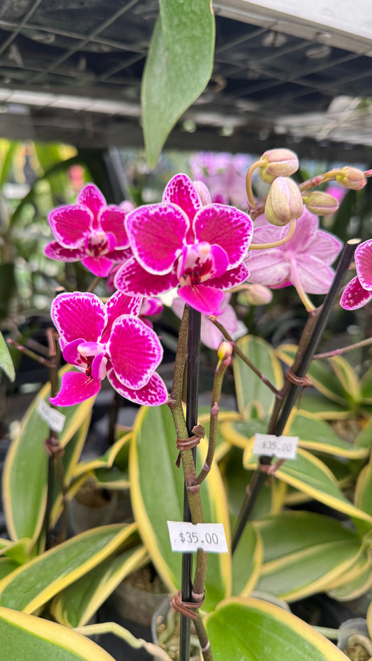 PHALAENOPSIS VARIGATED PURPLE FLOWER 3"