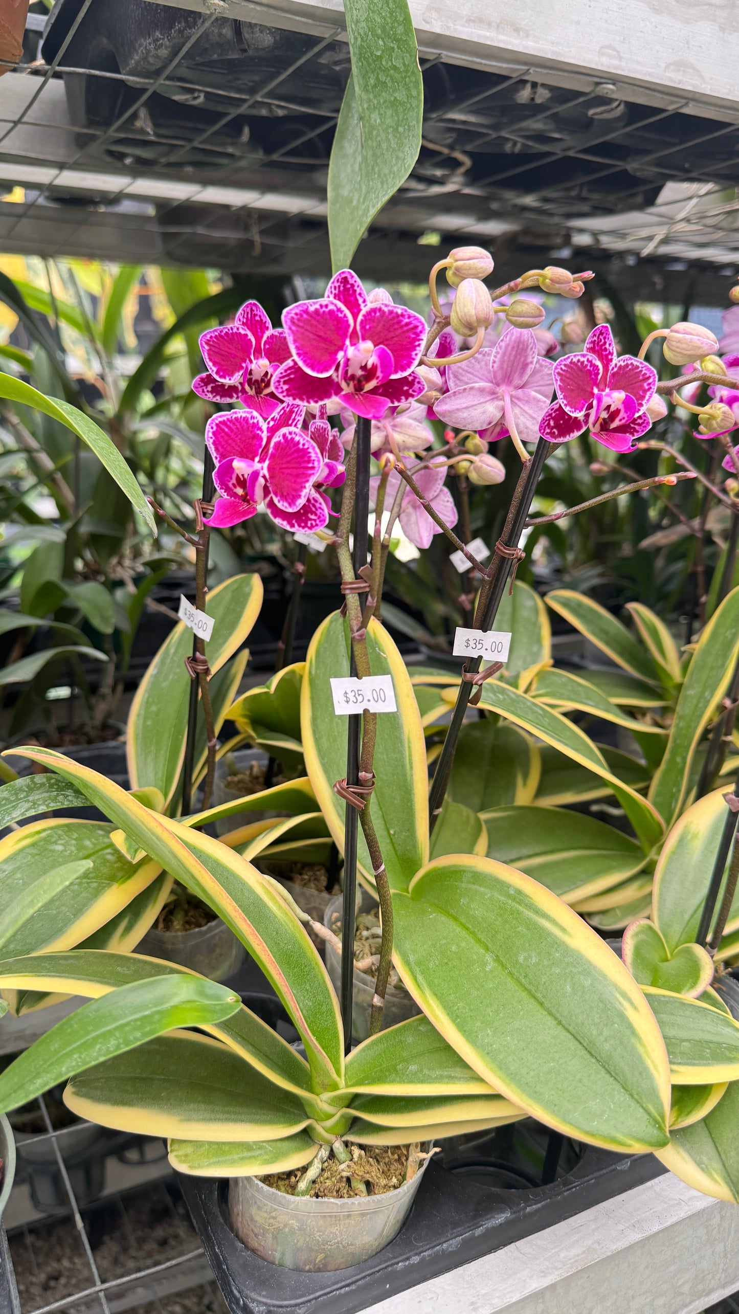PHALAENOPSIS VARIGATED PURPLE FLOWER 3"