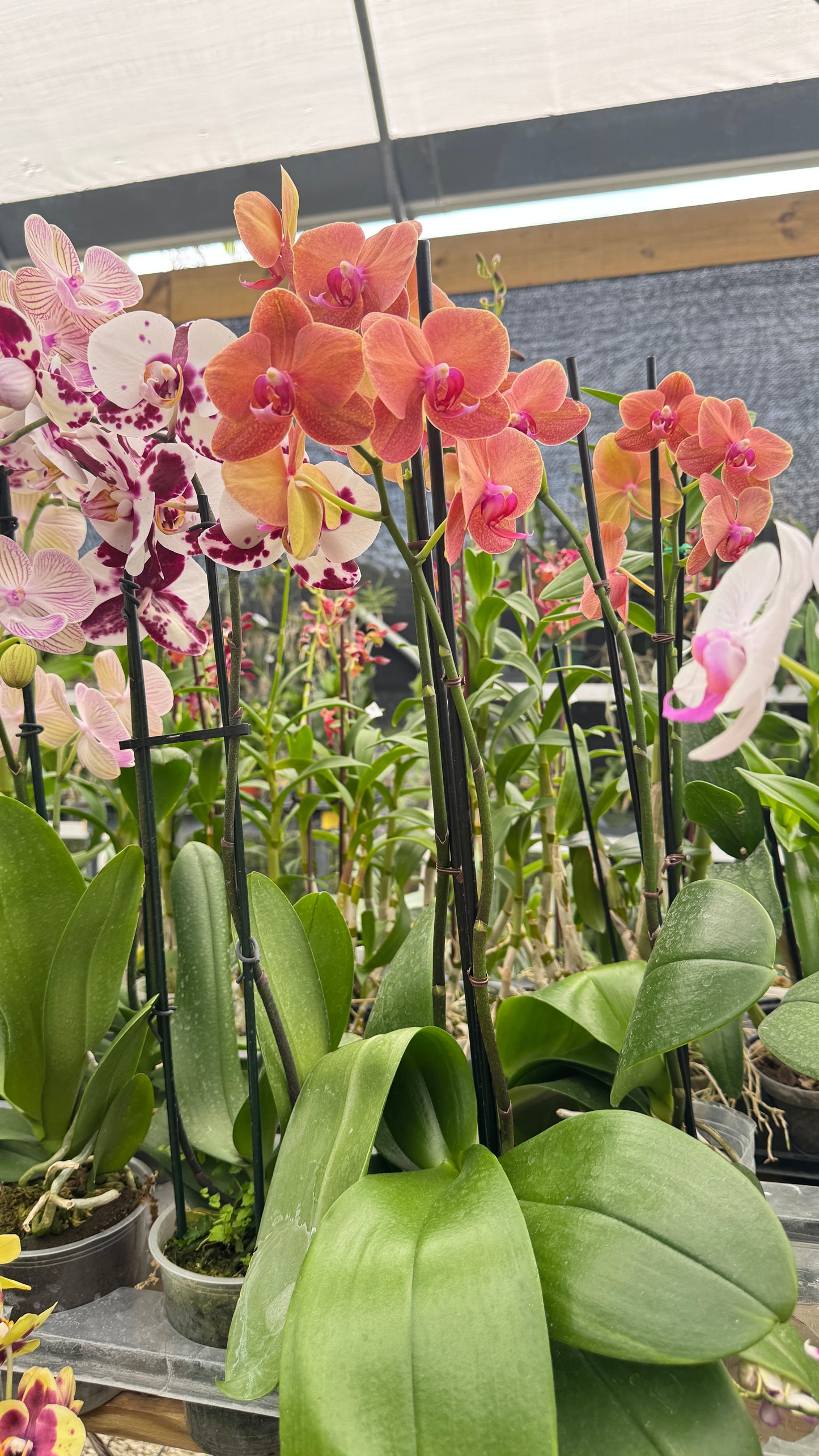 PHALAENOPSIS ORANGE 5"