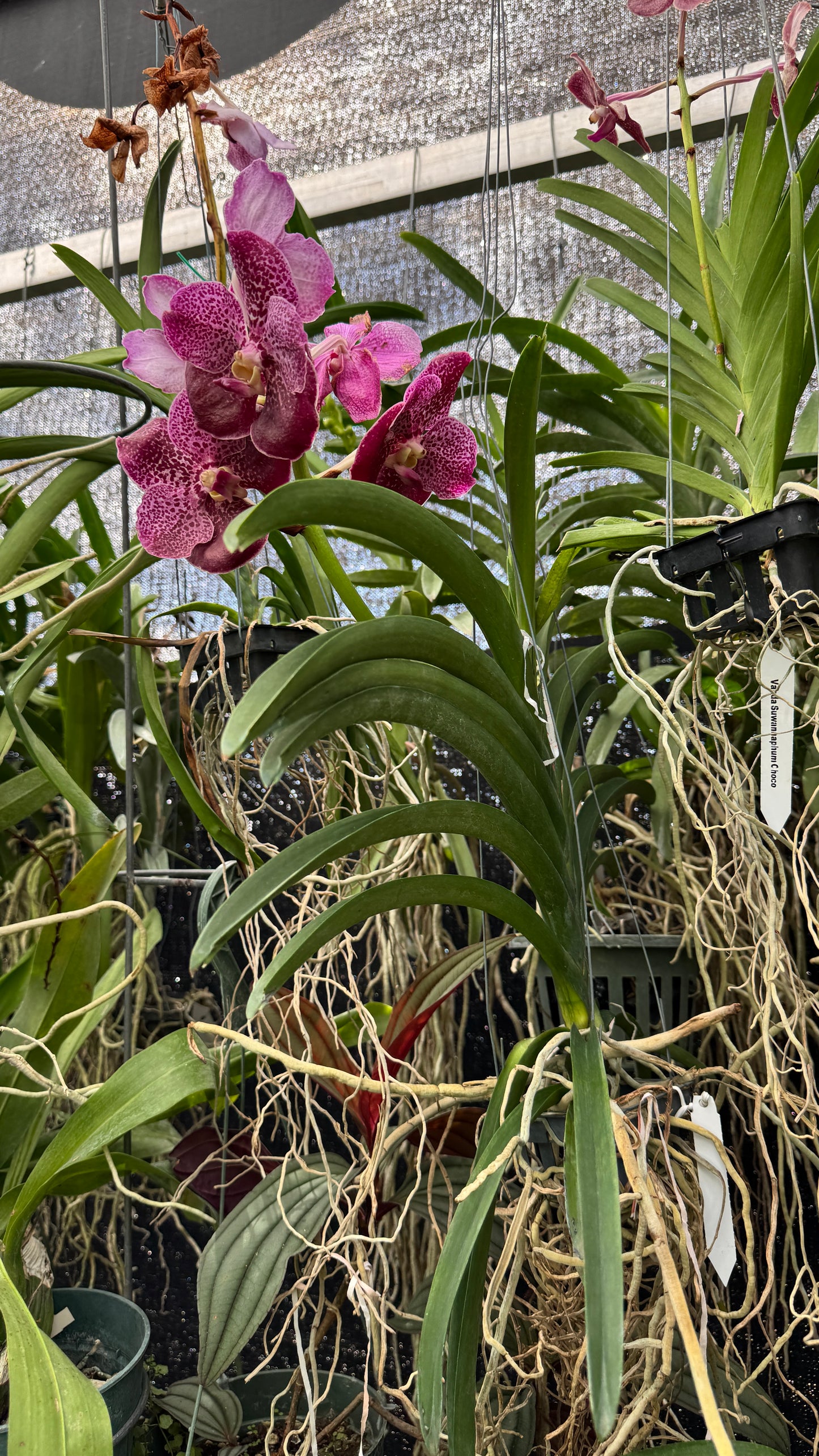 vanda pink