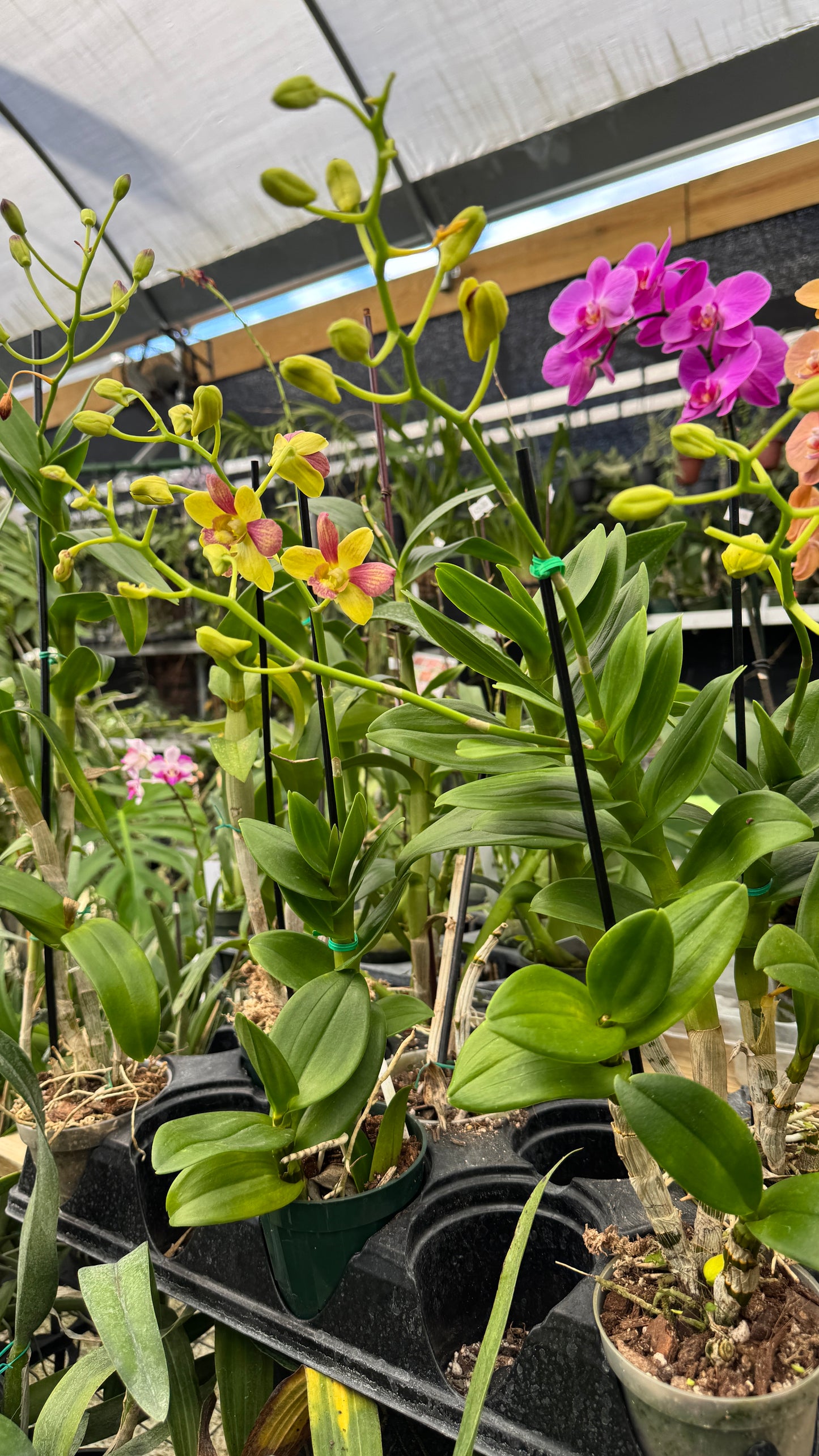 dendrobium pretty doll 4"