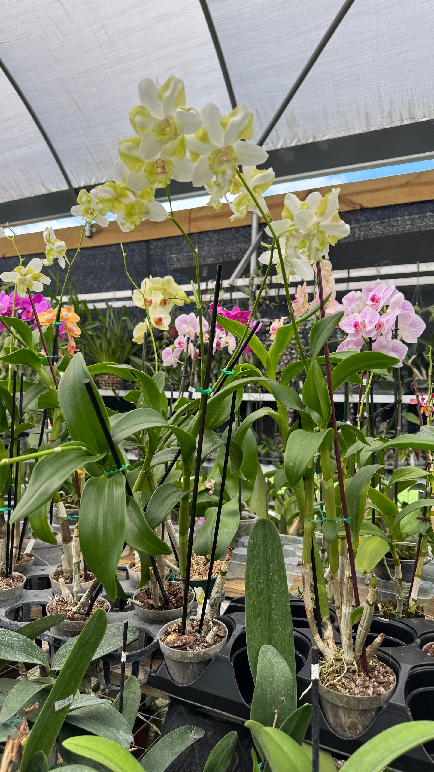 dendrobium dragon hybrid green 4"