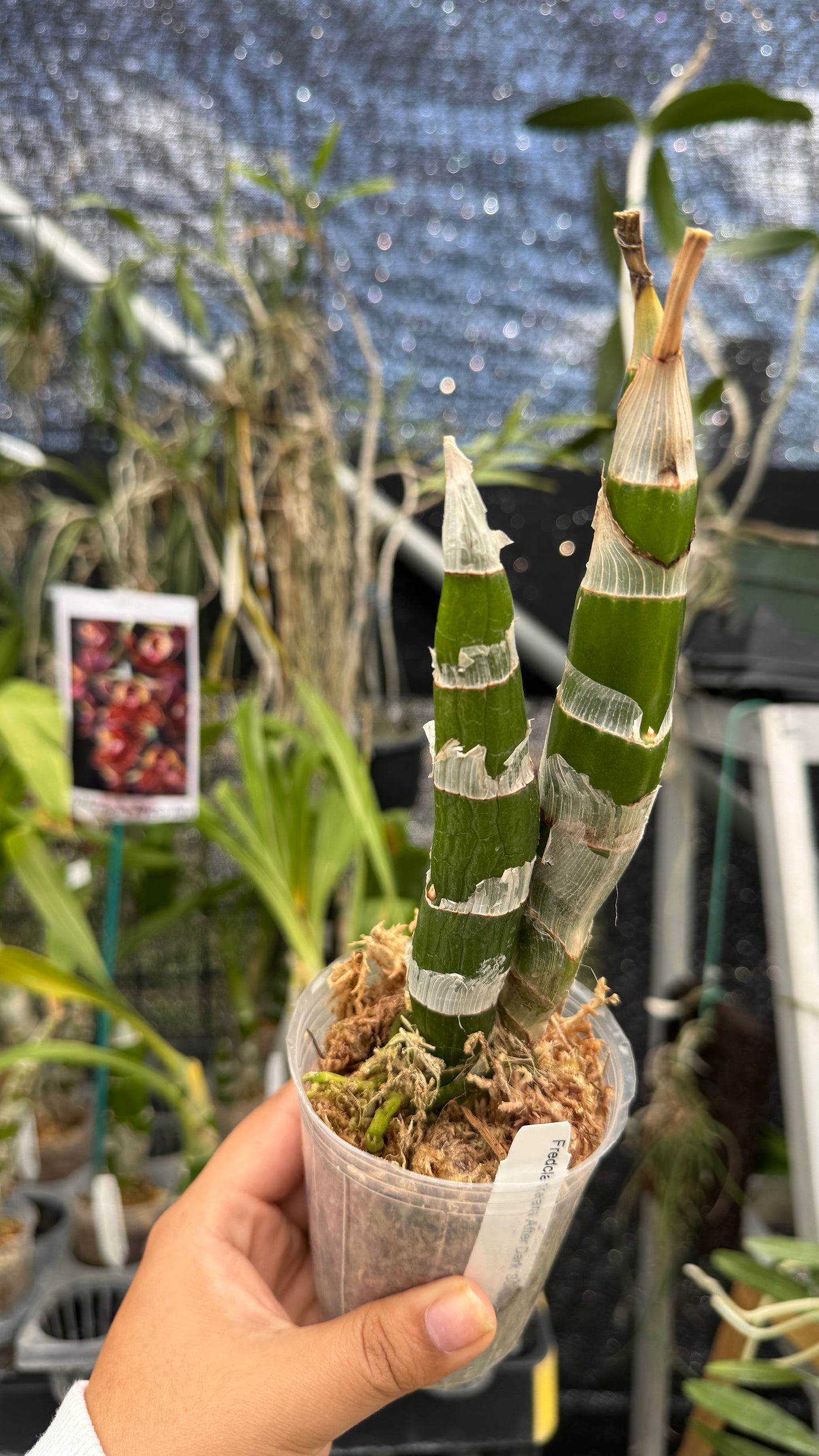 Monnierara Jmbo D. 3"