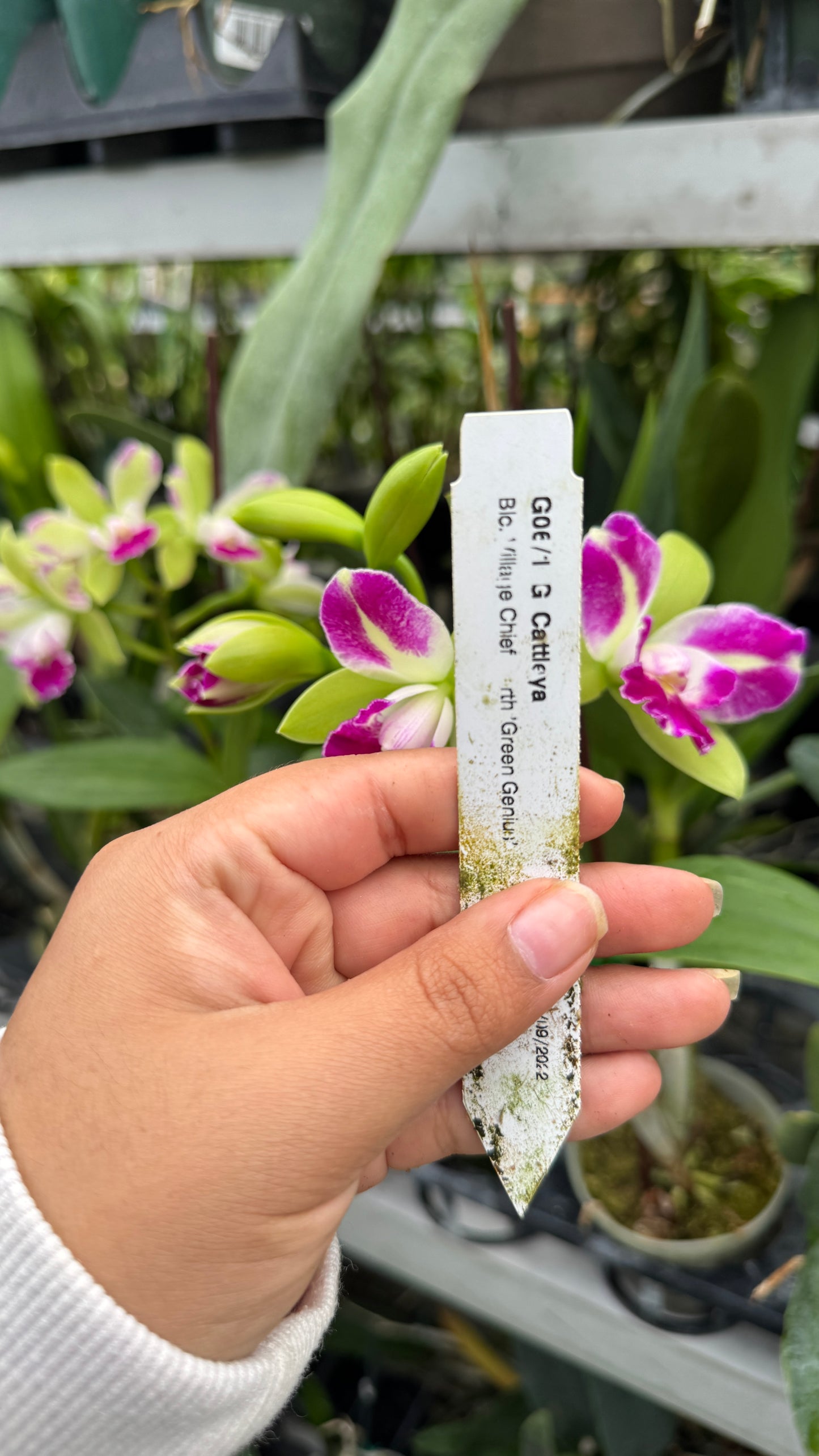 Blc. Village Chief Green Genie 4"