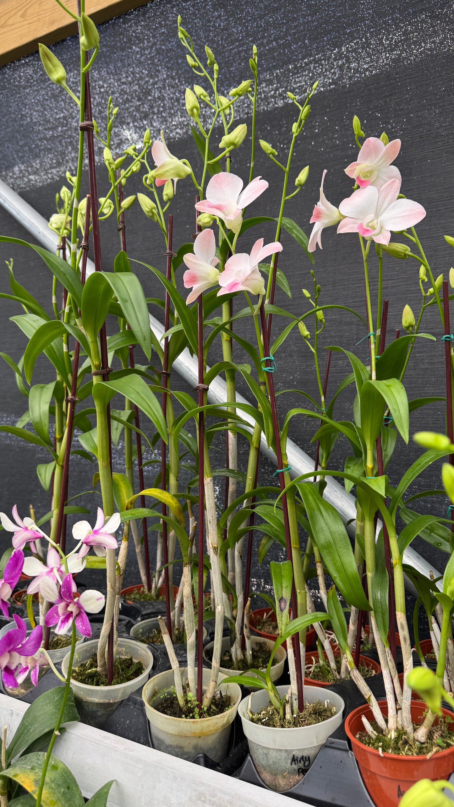 dendrobium airly peach 4"