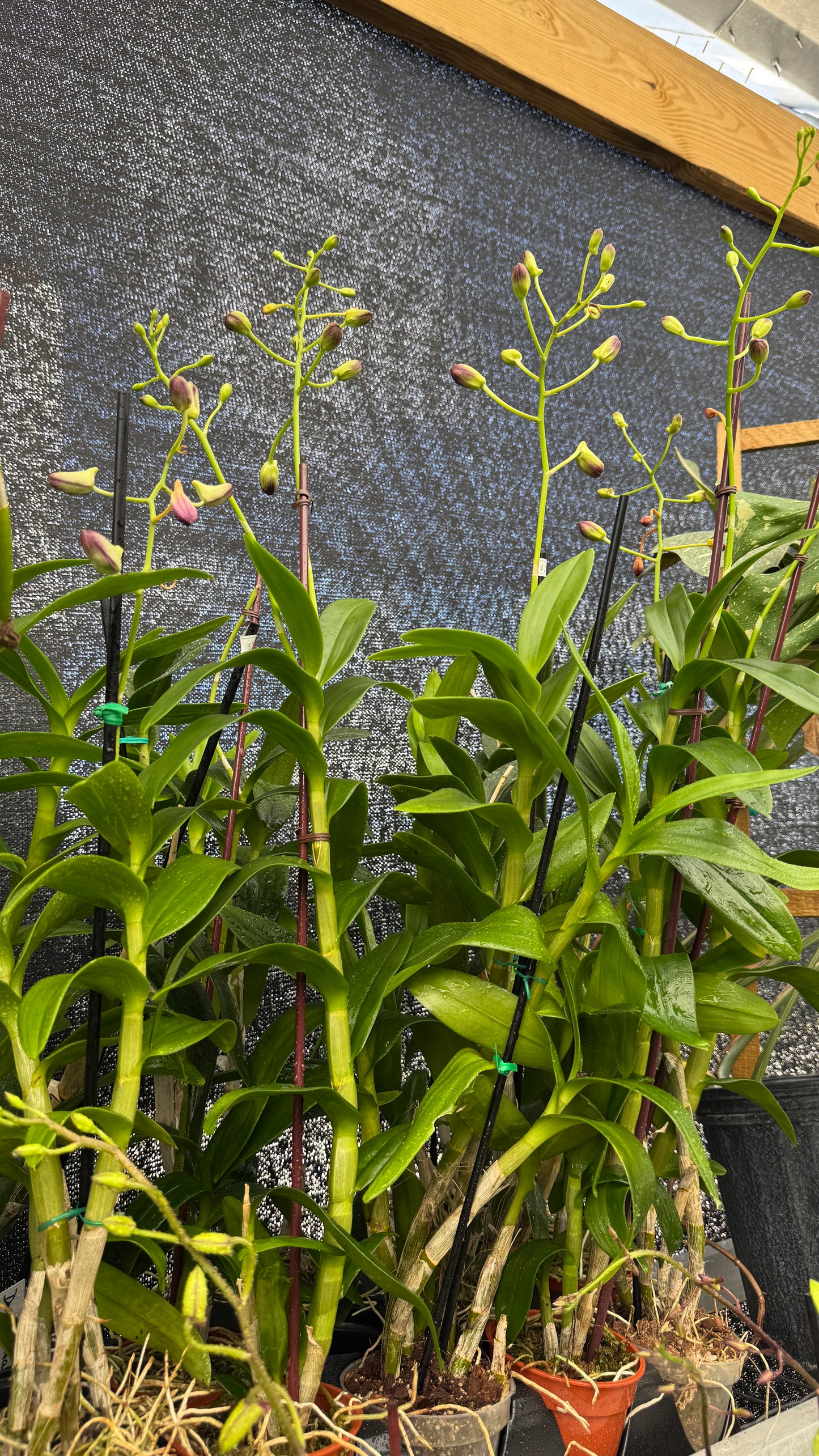 dendrobium sunshine rose 4"