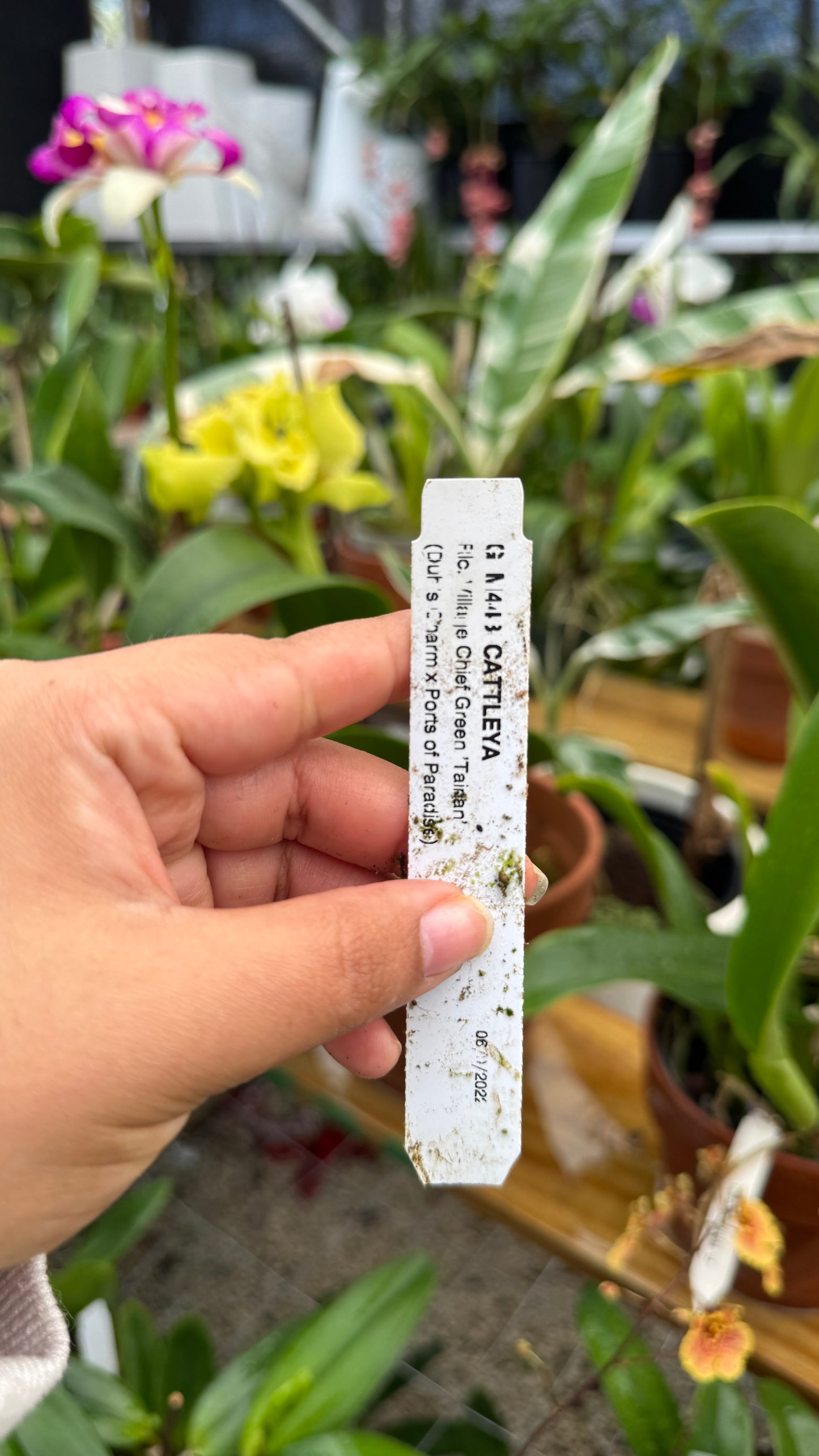 rlc. village chief green tainan 6"