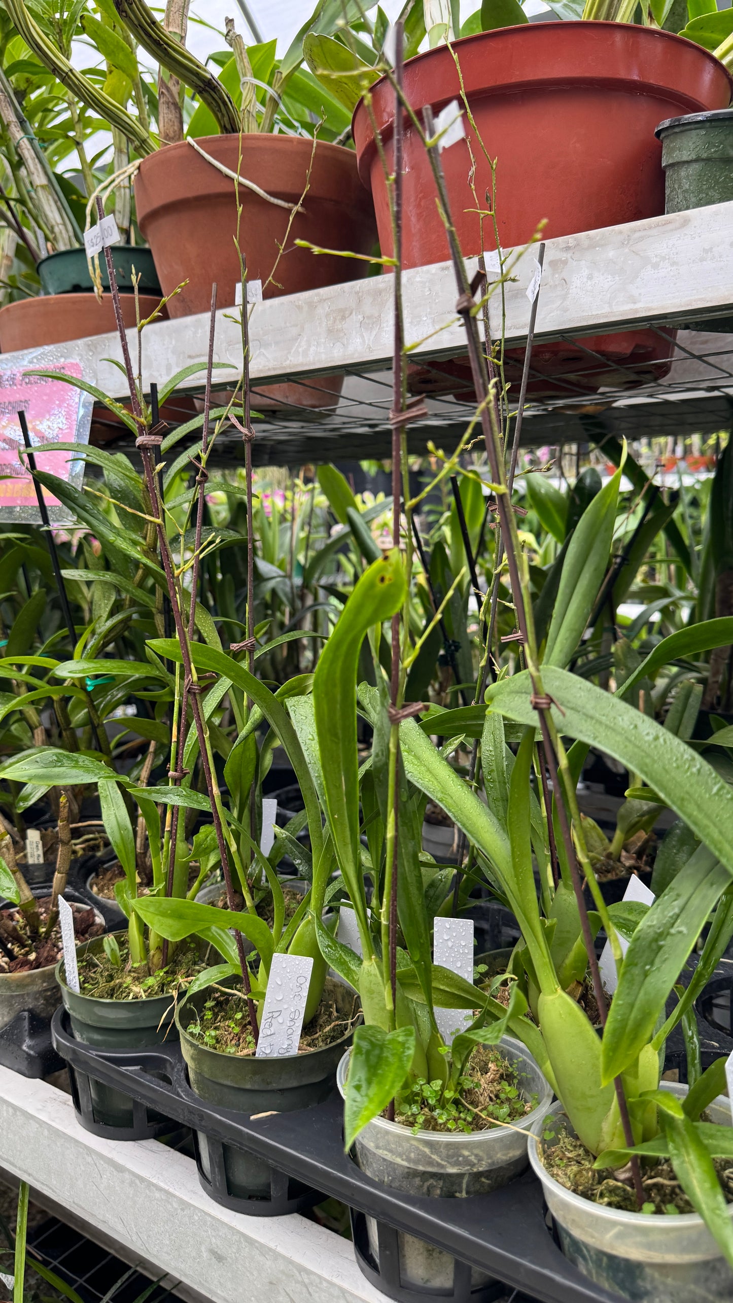 onc sharry baby "red fantansy" 4"