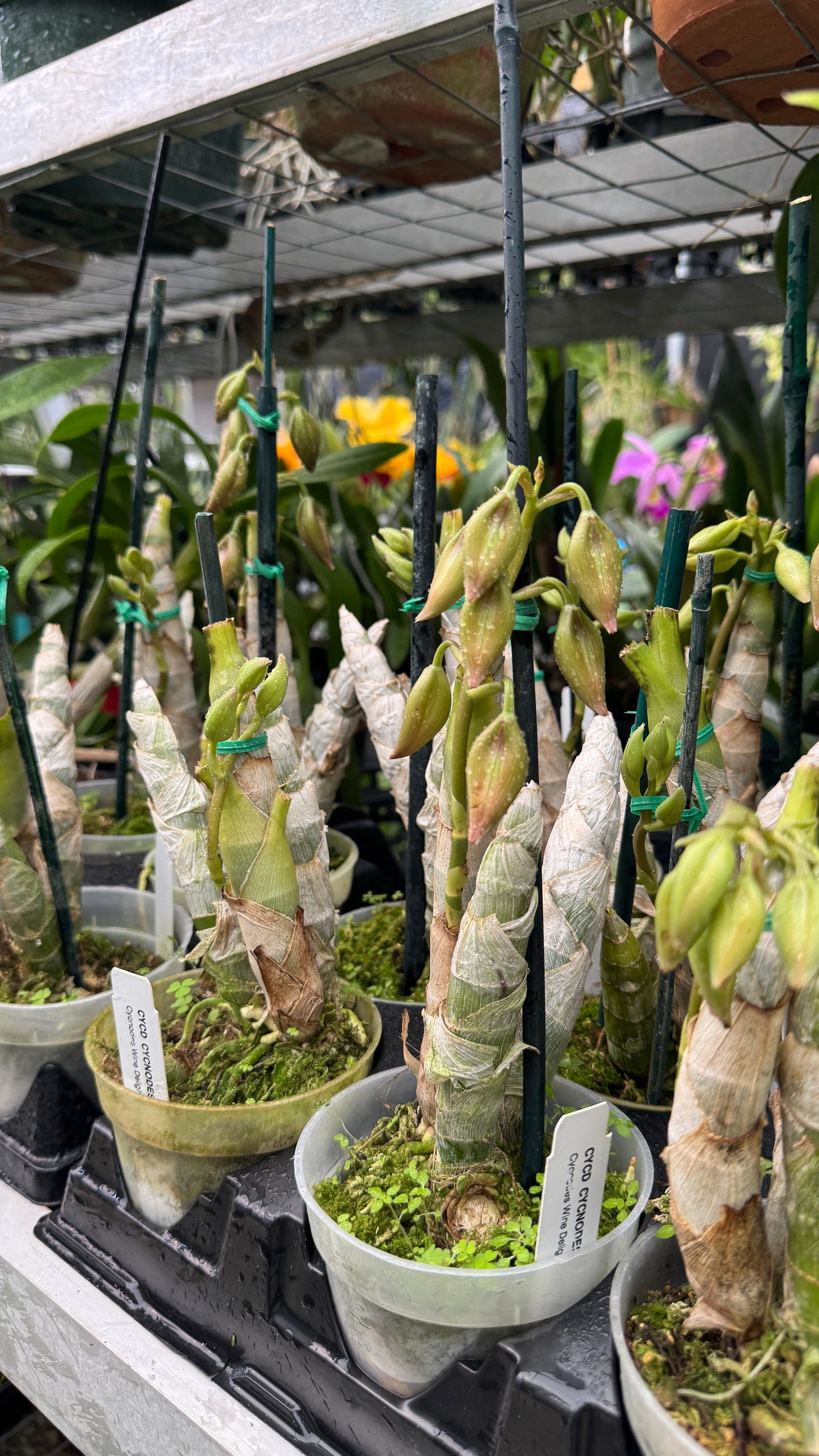 cynoches wine delight 4"